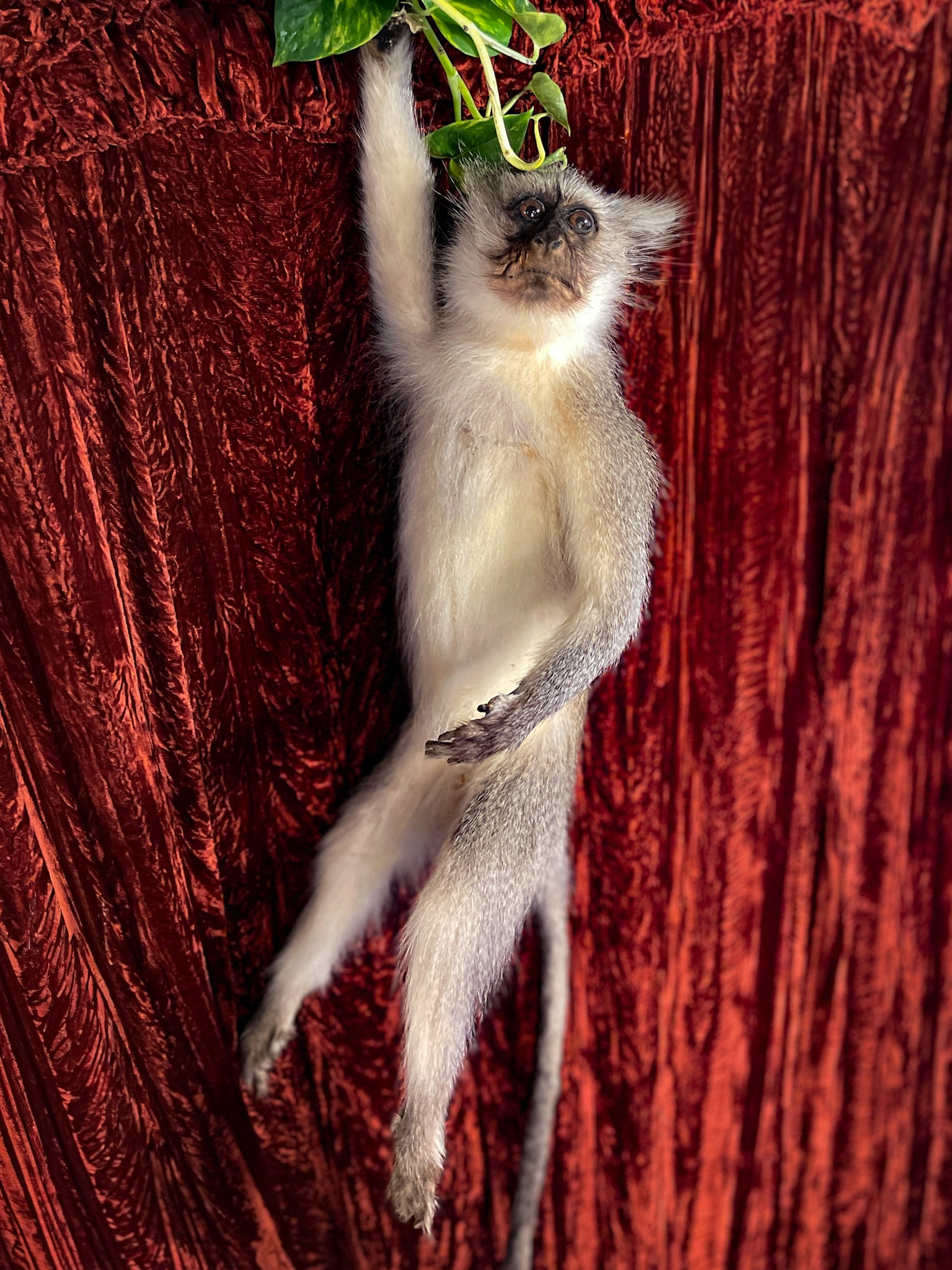 Vervet Monkey Taxidermy