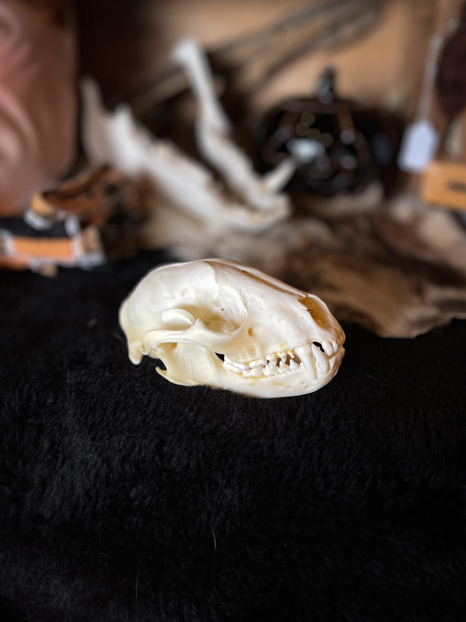 Raccoon Skull