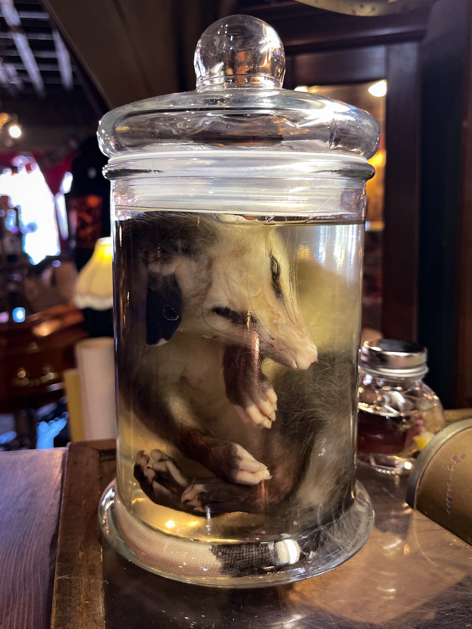 Young Opossum Wet Specimen