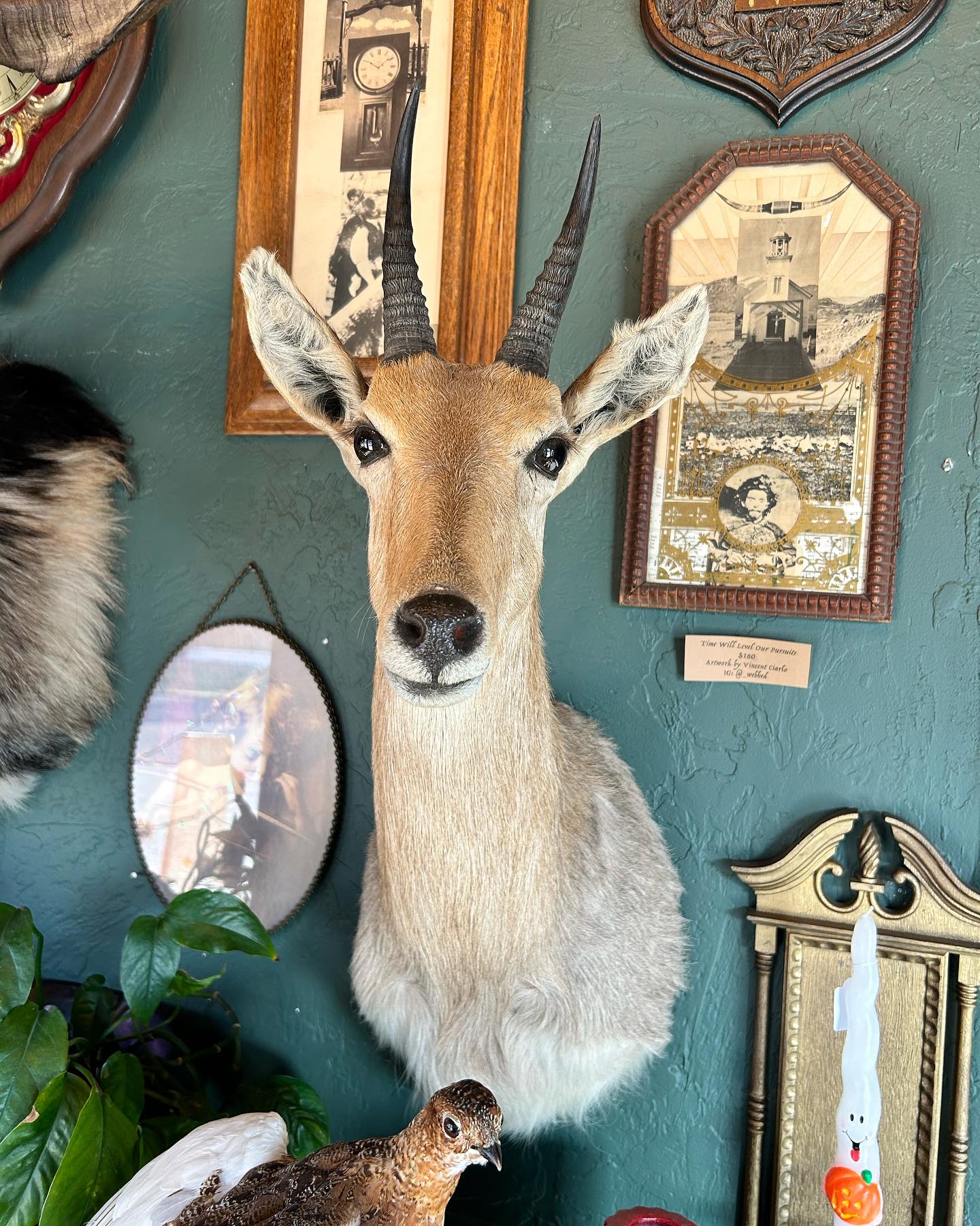 Reedbuck Taxidermy