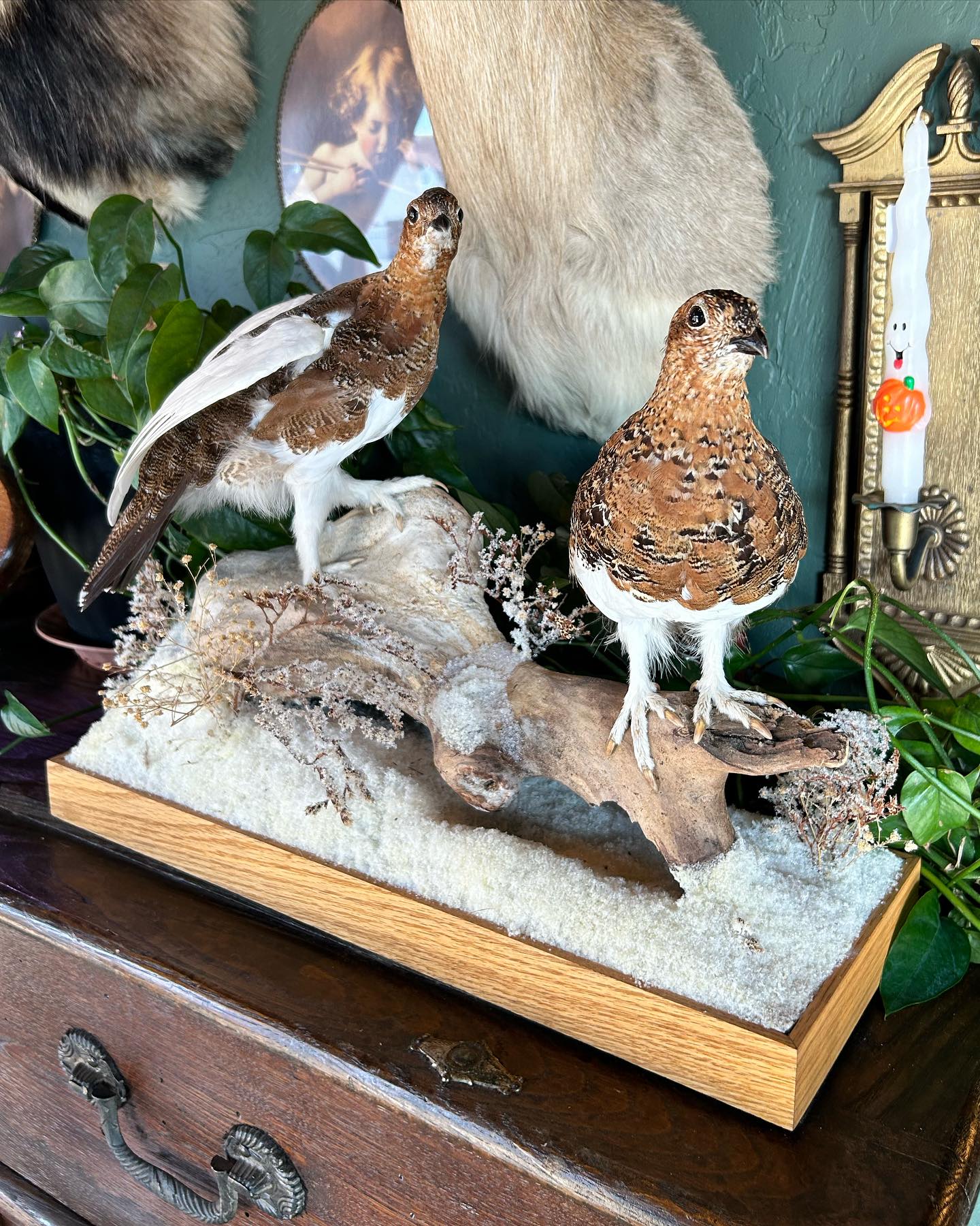 Ptarmigan Taxidermy Pair