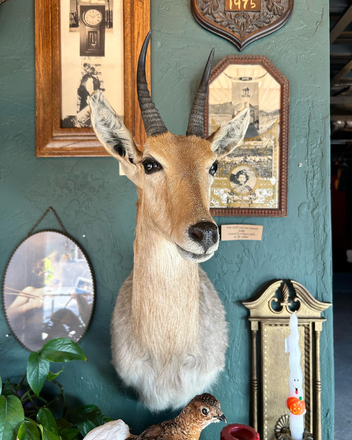 Reedbuck Taxidermy