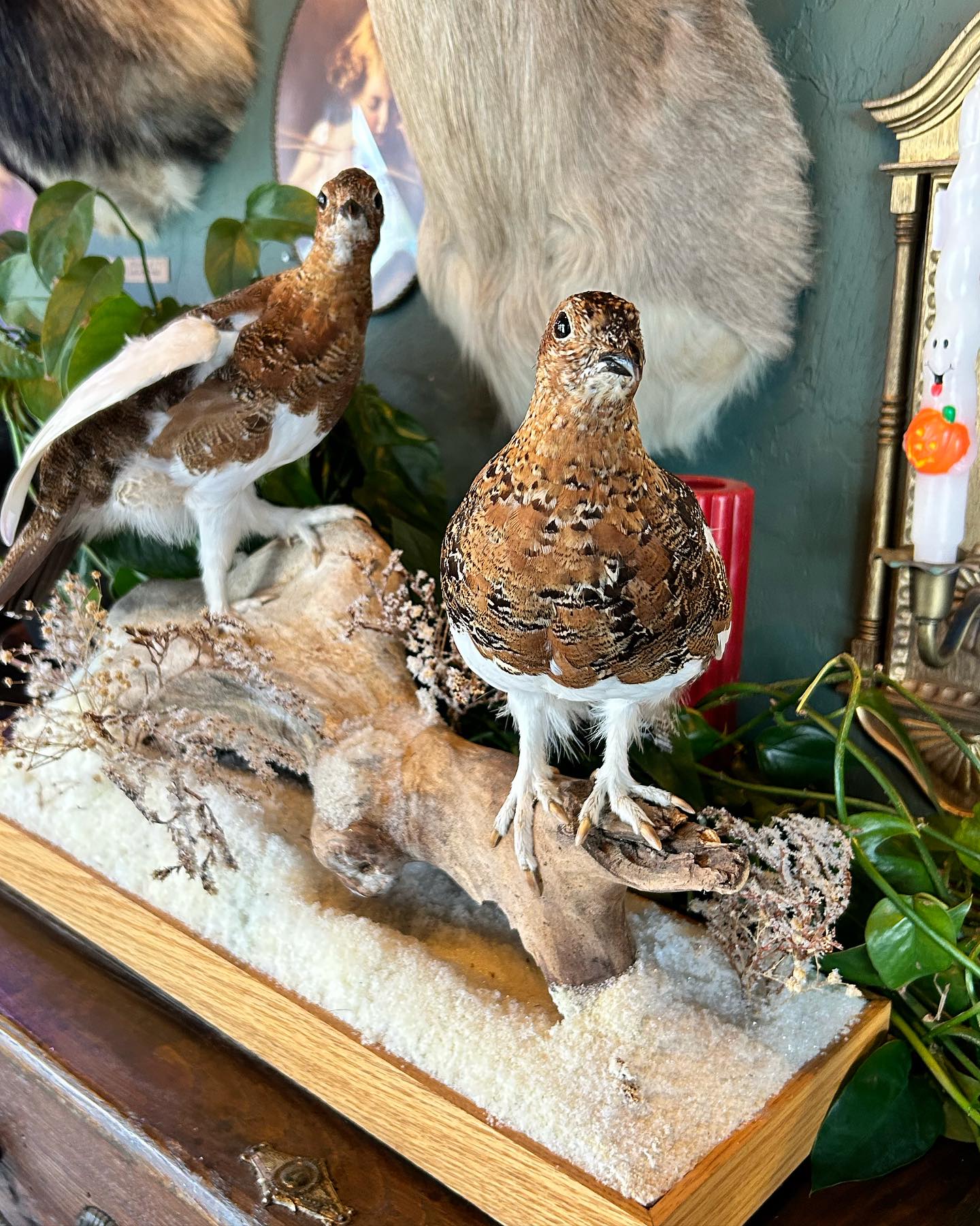 Ptarmigan Taxidermy Pair