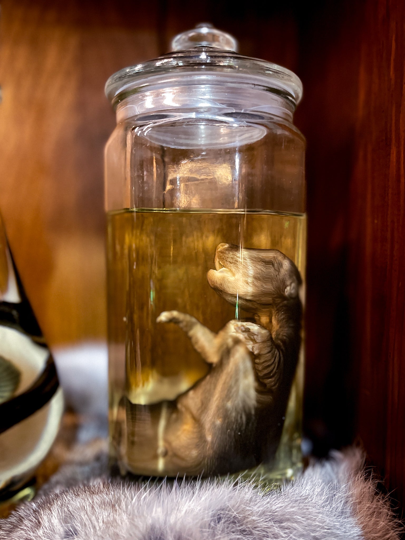 Skunk Wet Specimen