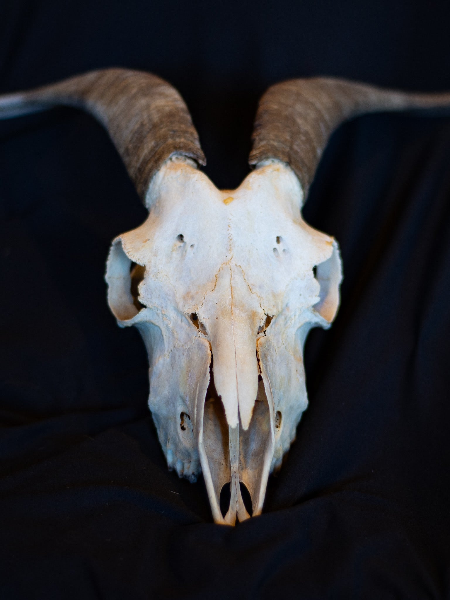 Small Goat Skull