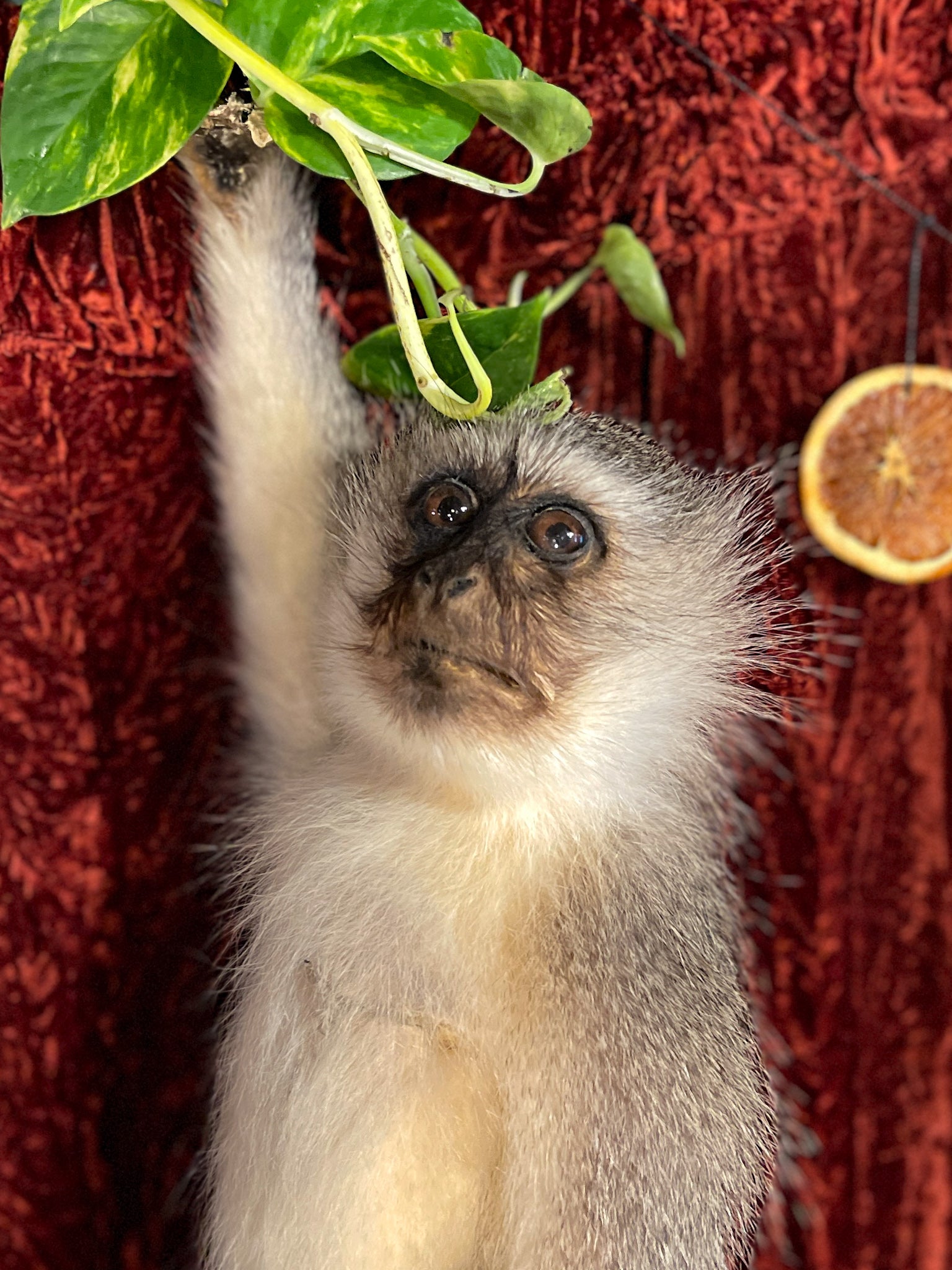 Vervet Monkey Taxidermy
