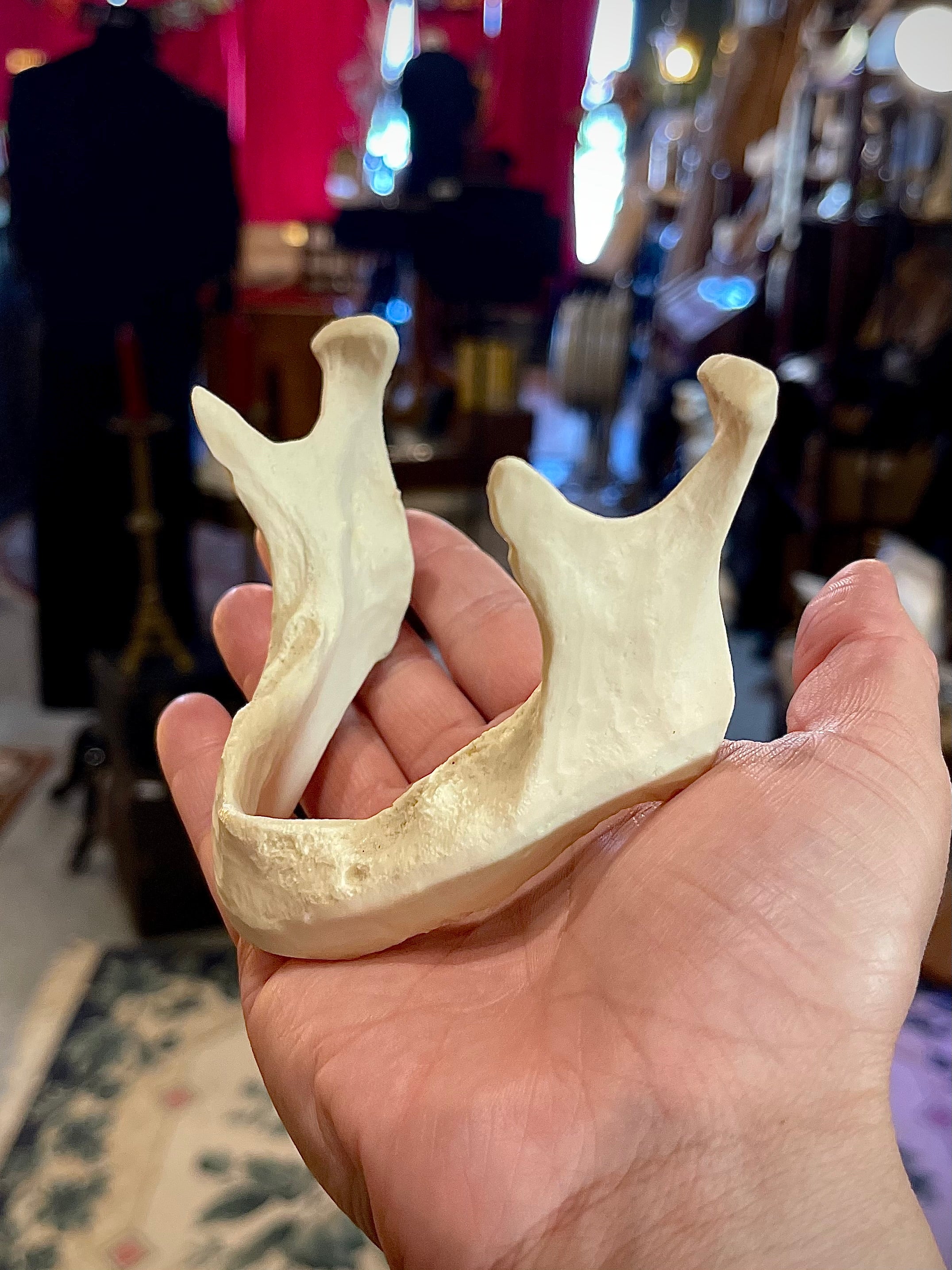 Geriatric Reproduction Jaw