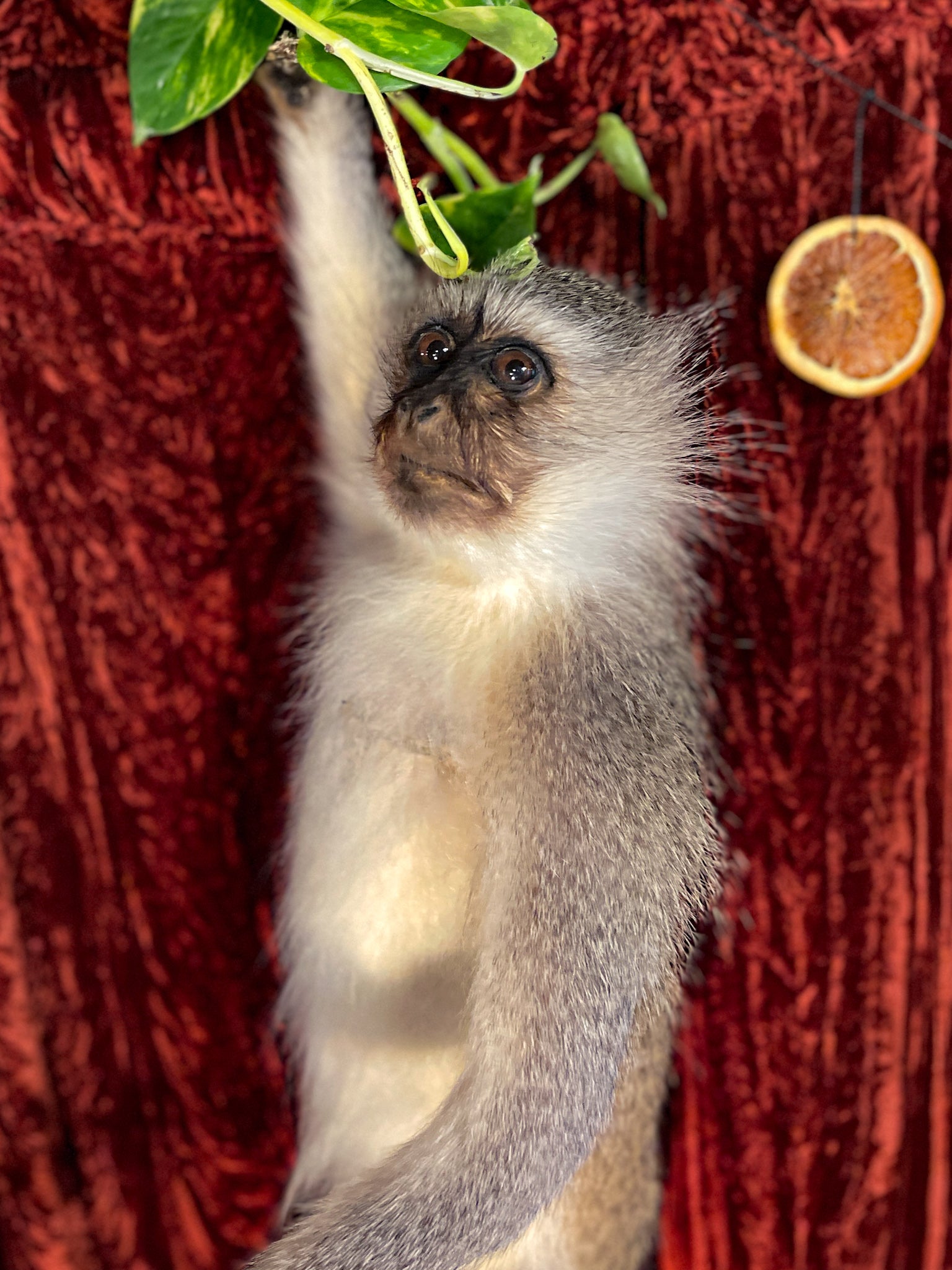 Vervet Monkey Taxidermy