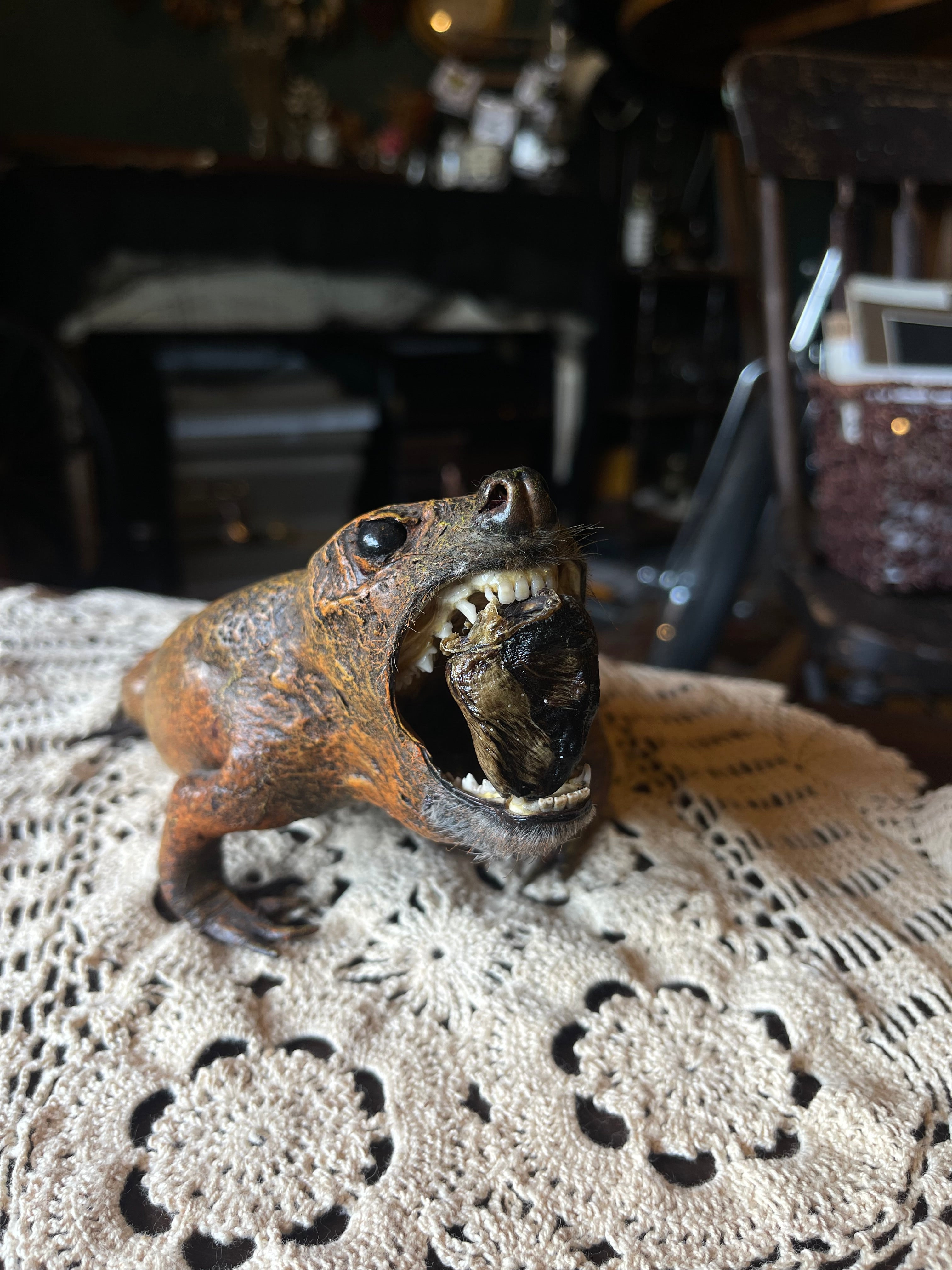 Killer Toad Vintage Taxidermy