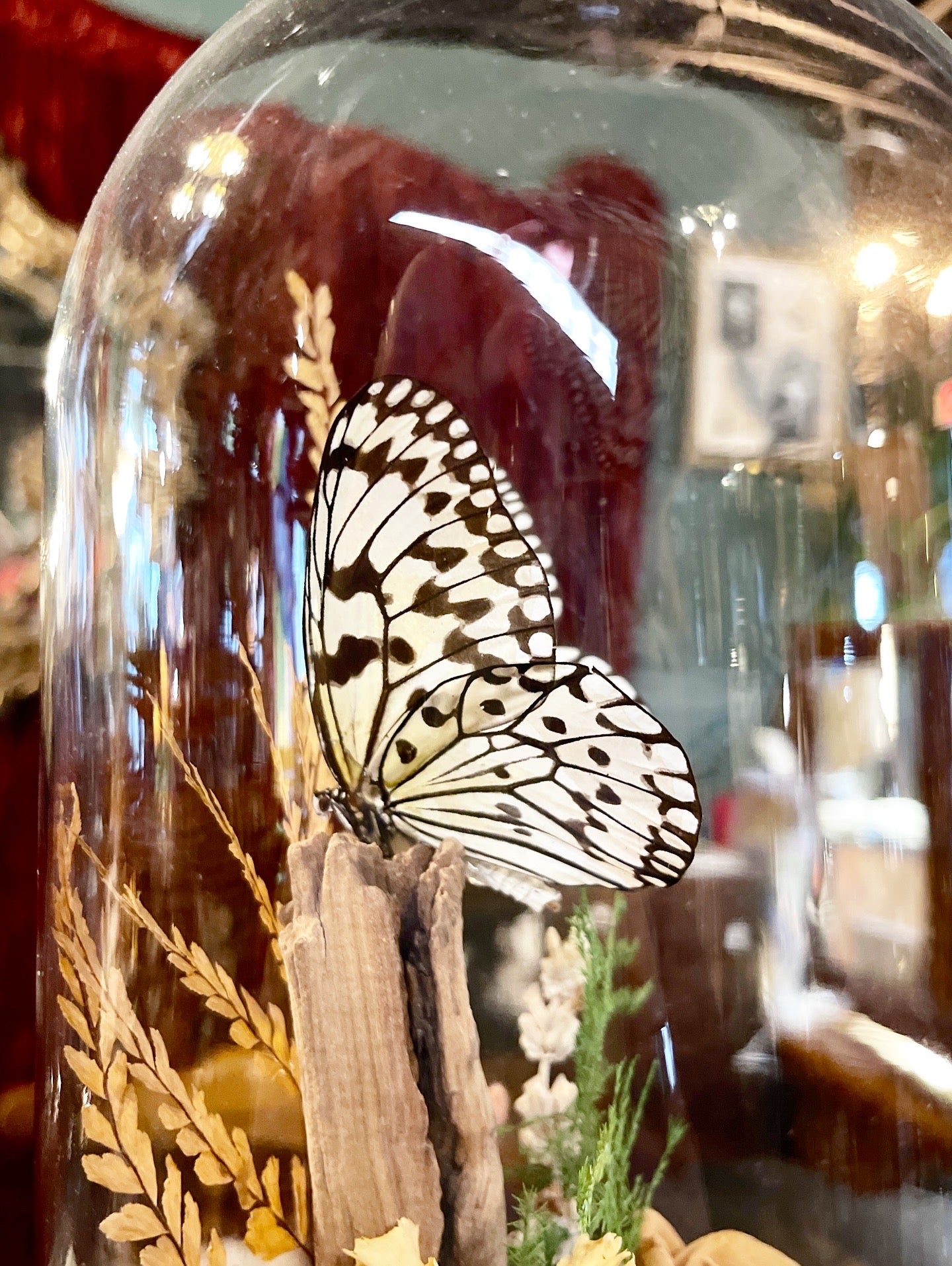 Vintage Butterfly Art Cloche