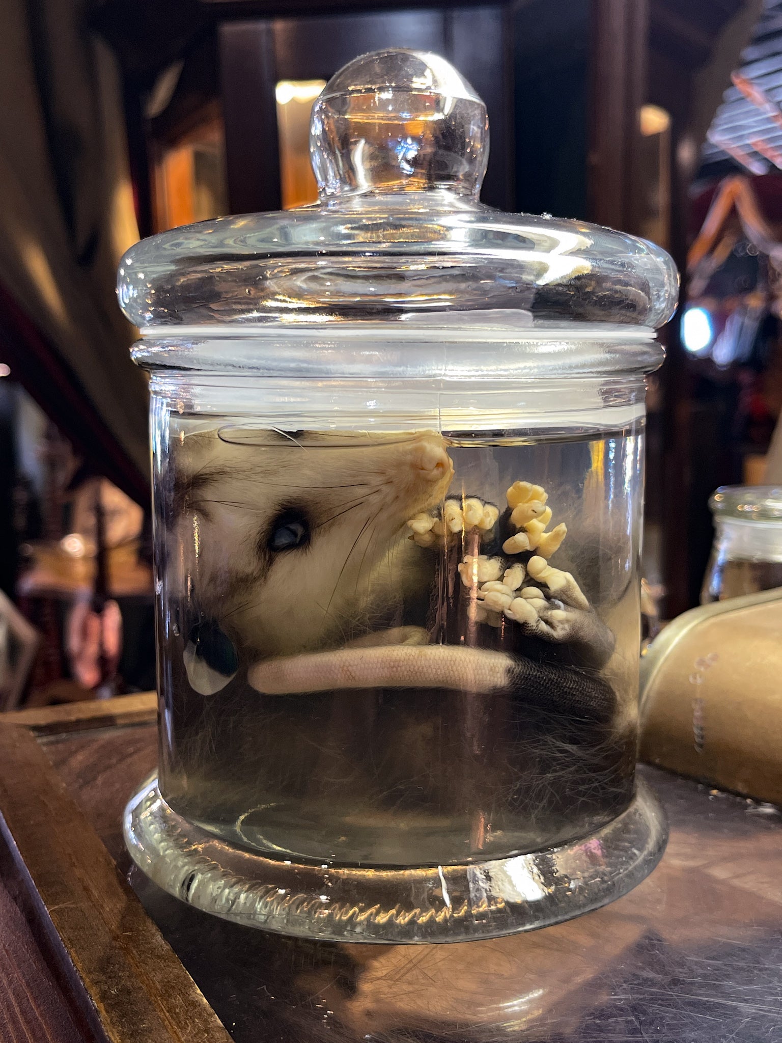 Young Opossum Wet Specimen