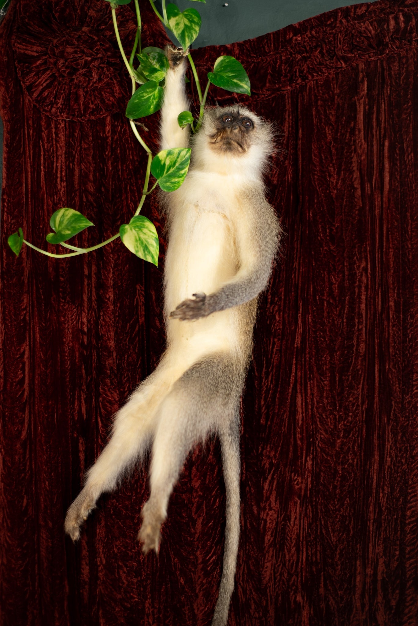 Vervet Monkey Taxidermy
