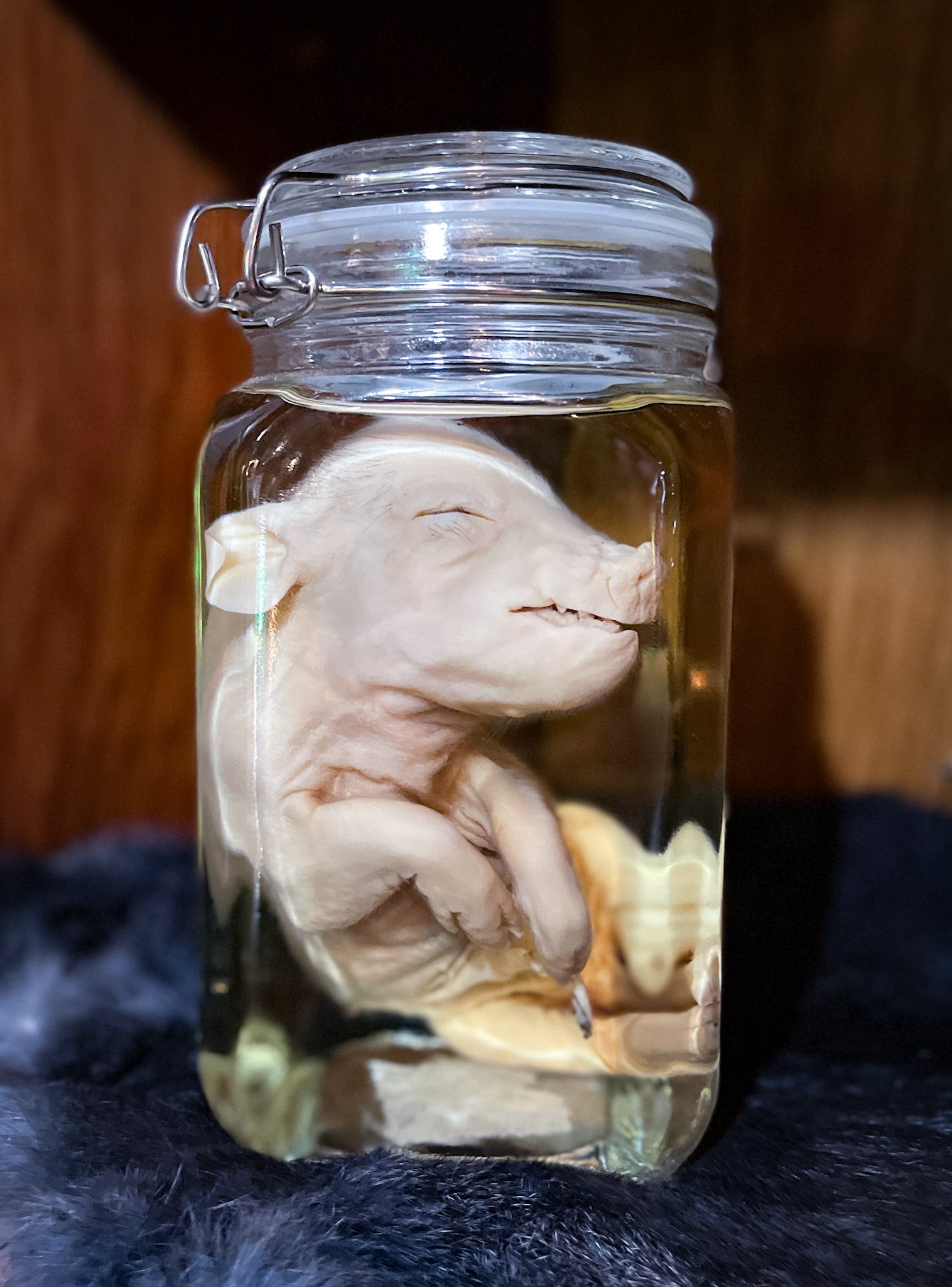 Fetal Piglet Wet Specimen