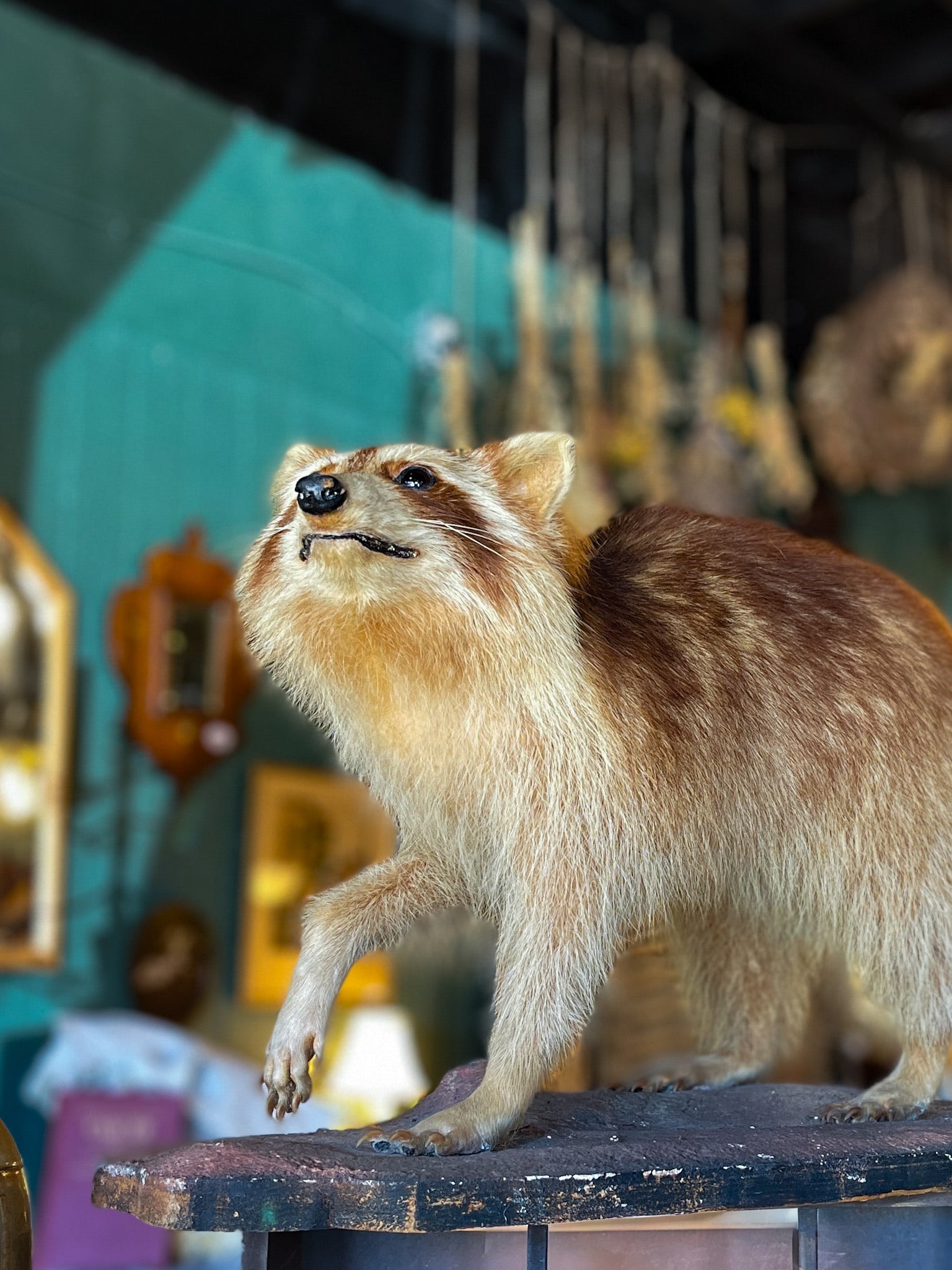 Blonde Raccoon Taxidermy