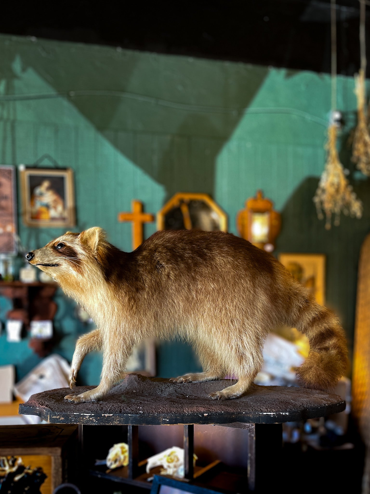 Blonde Raccoon Taxidermy