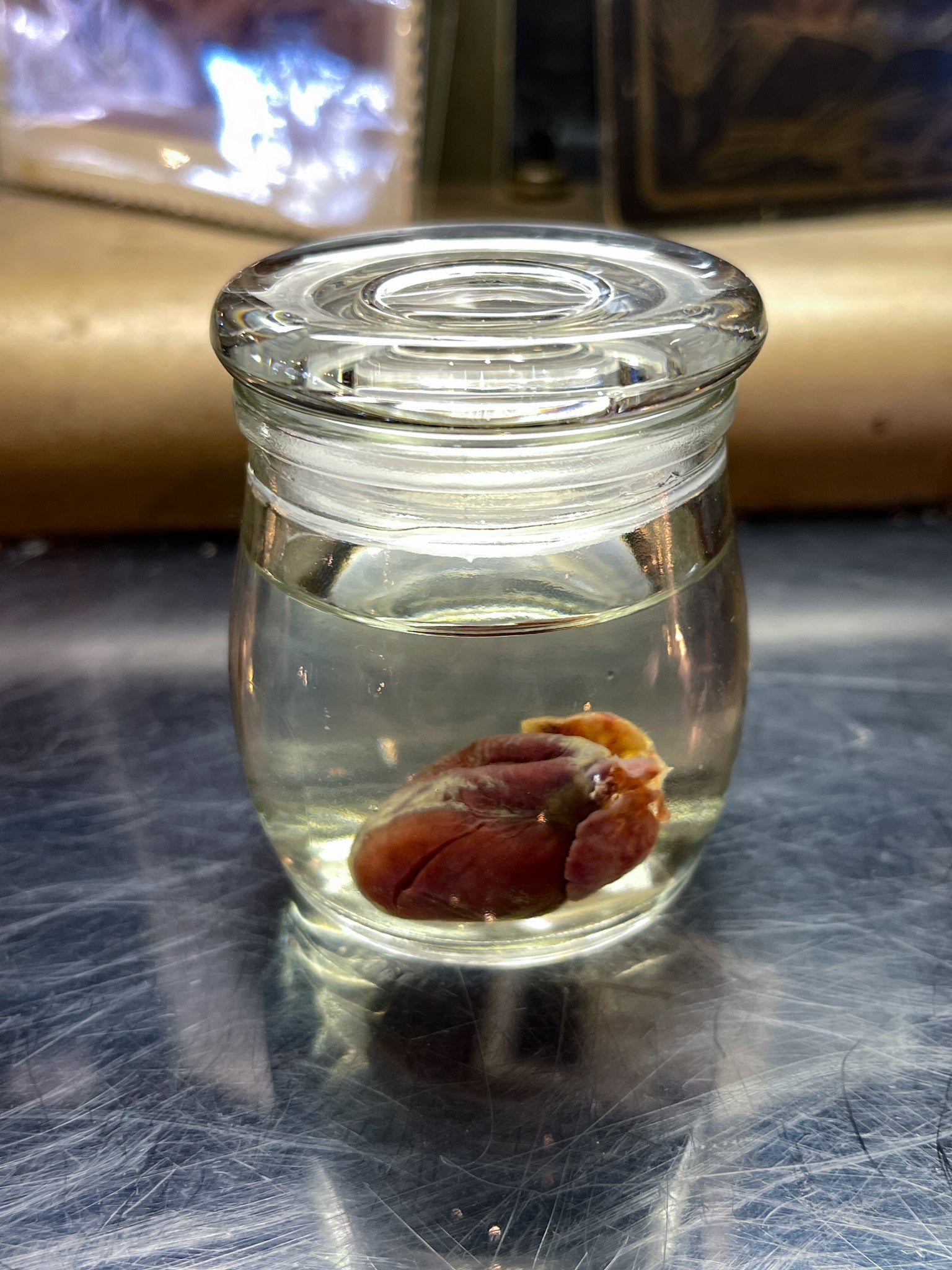 Rabbit Heart Wet Specimen