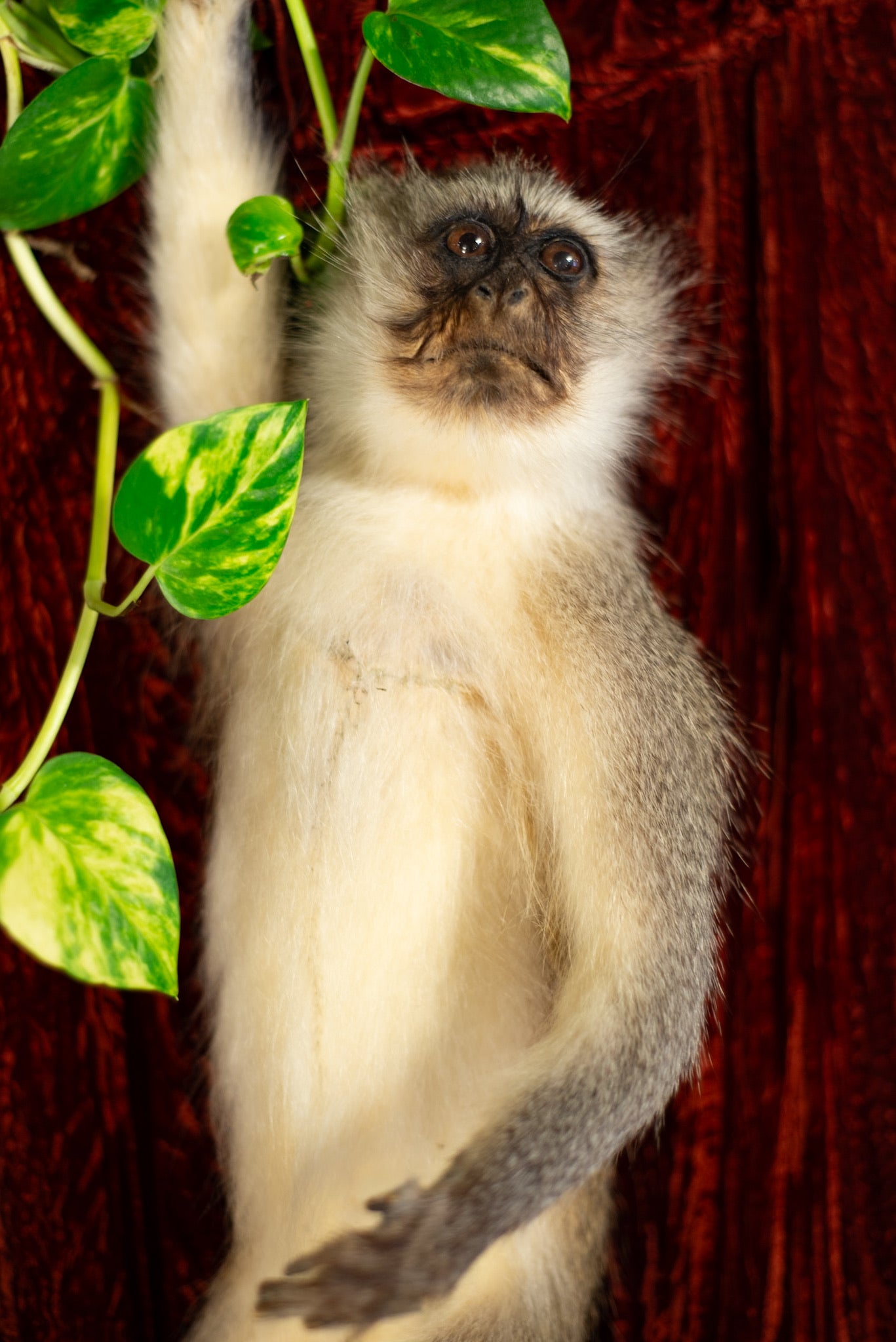 Vervet Monkey Taxidermy