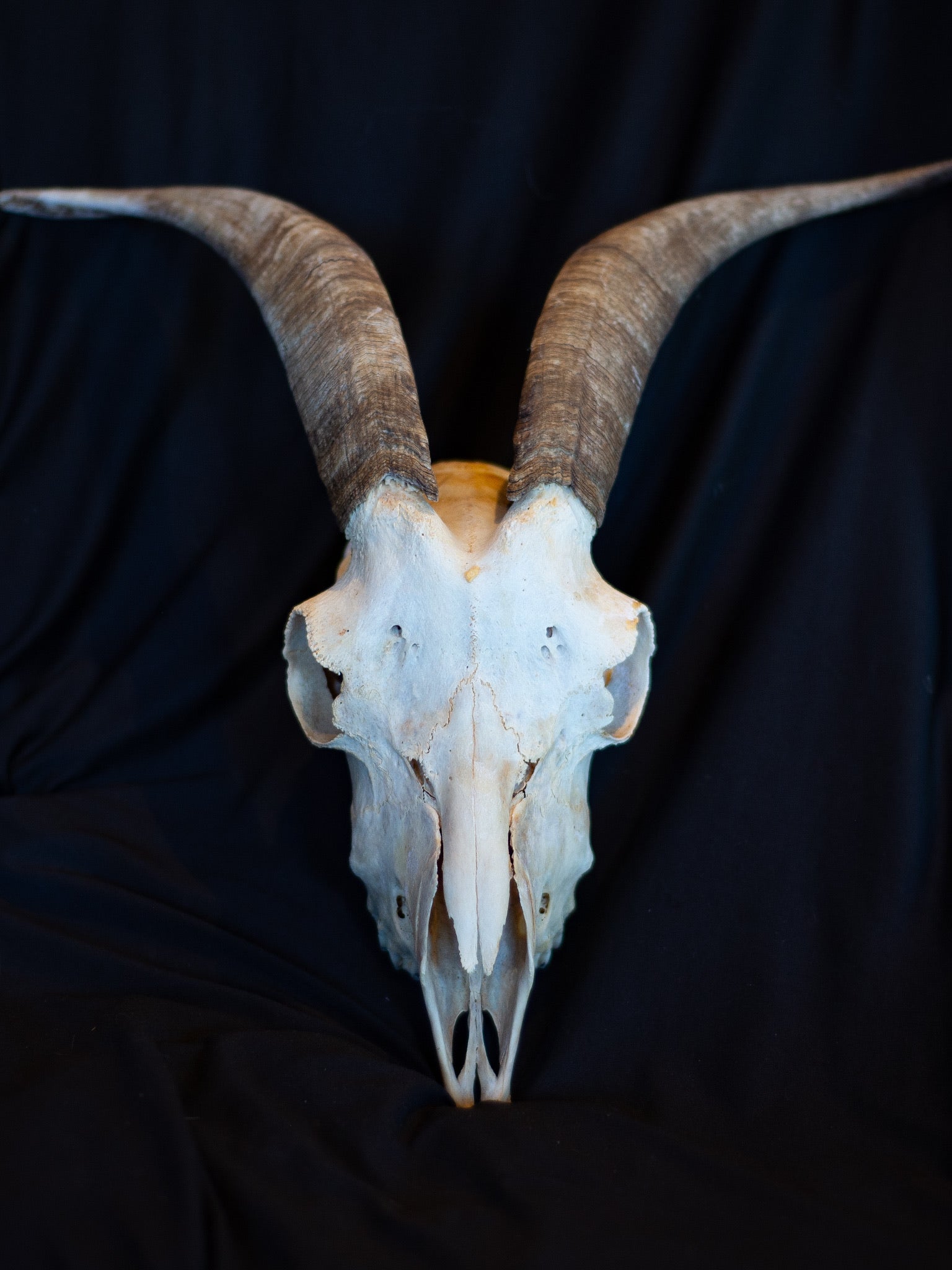 Small Goat Skull