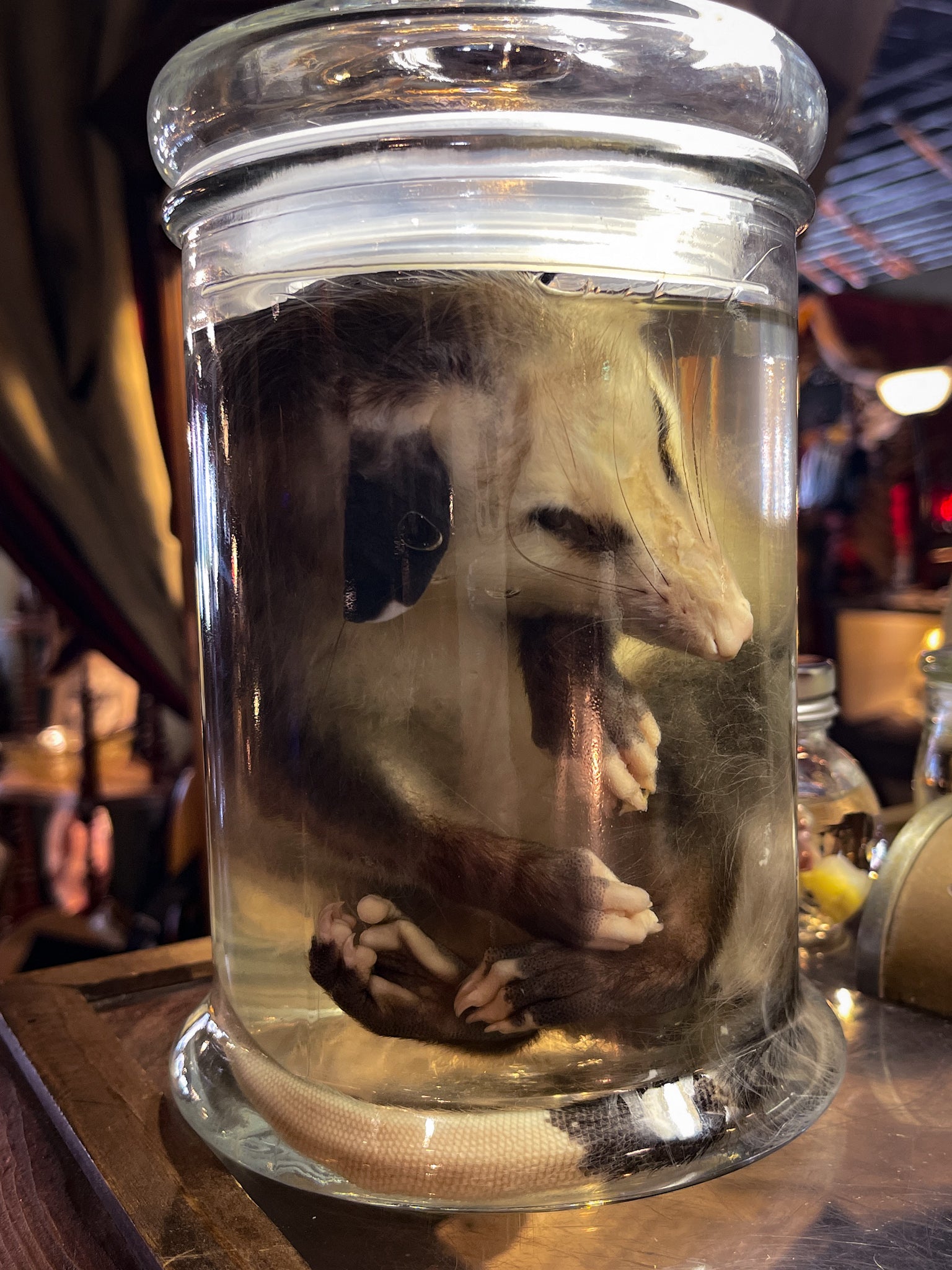 Young Opossum Wet Specimen