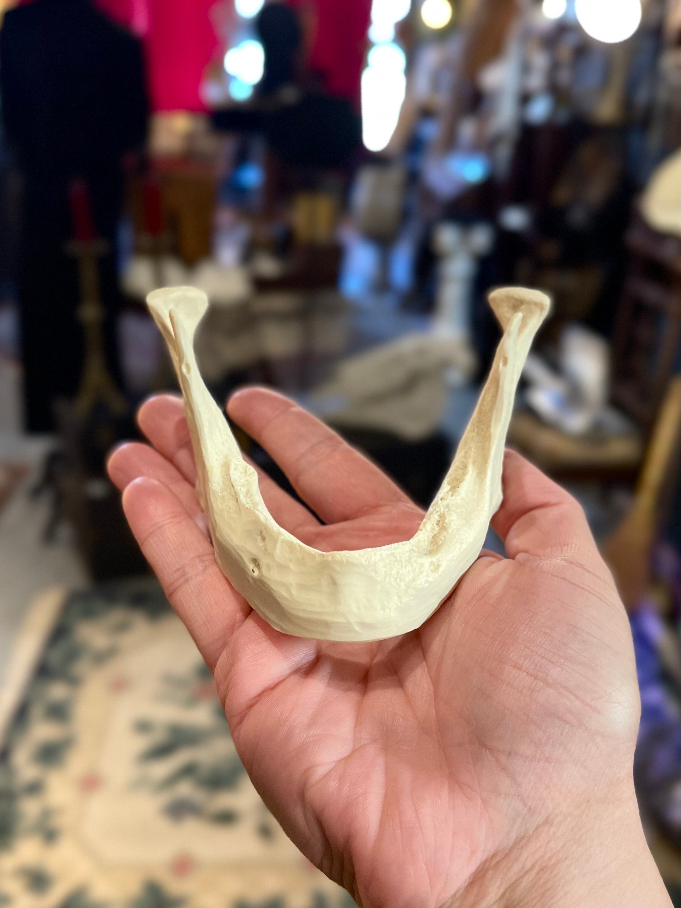 Geriatric Reproduction Jaw