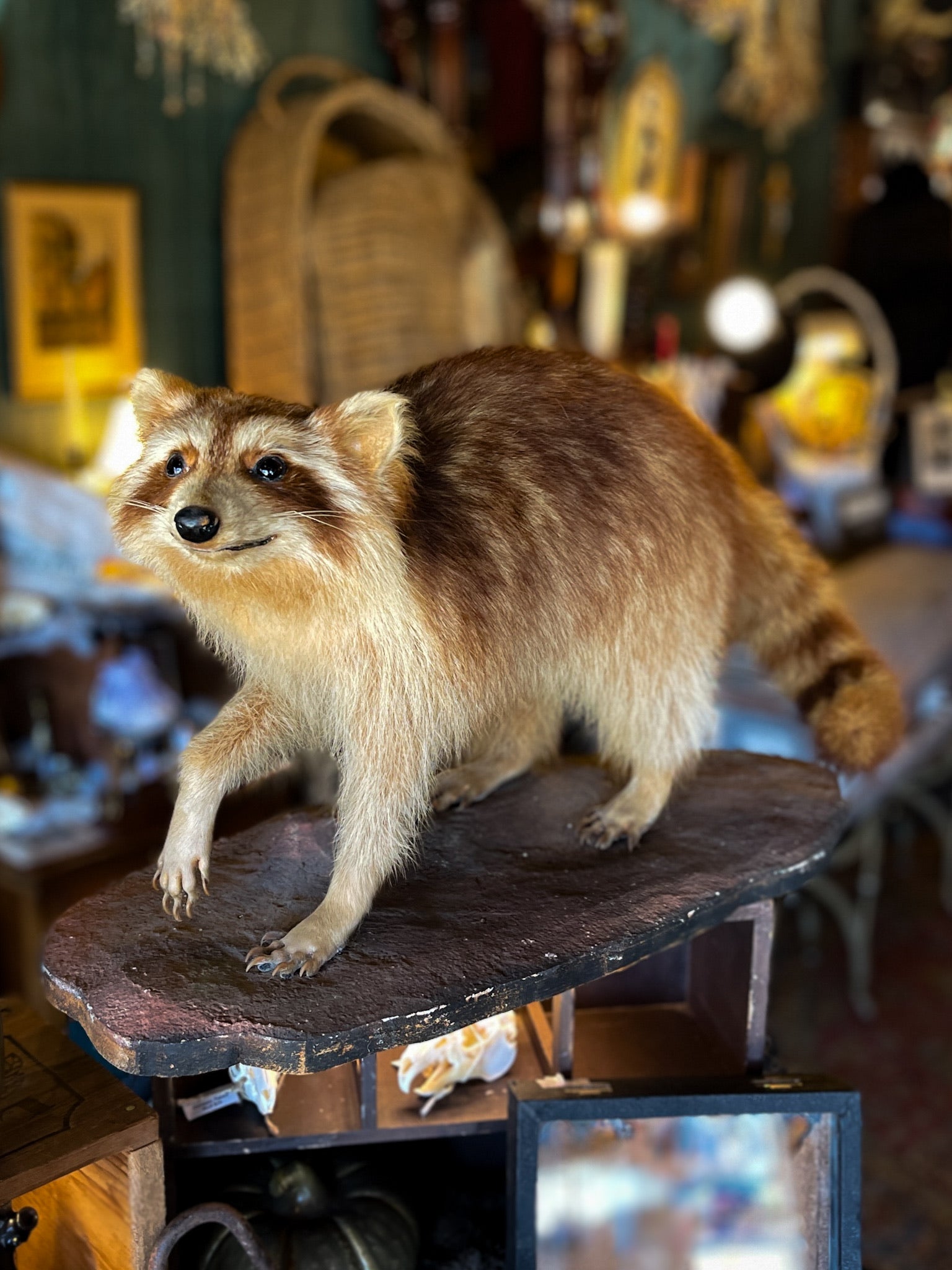 Blonde Raccoon Taxidermy