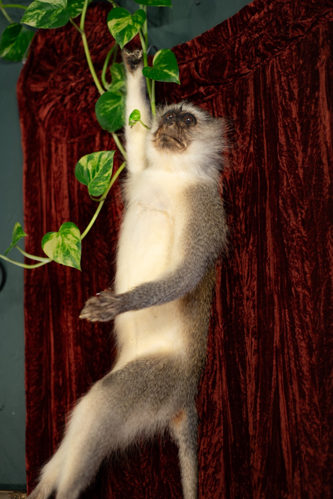 Vervet Monkey Taxidermy