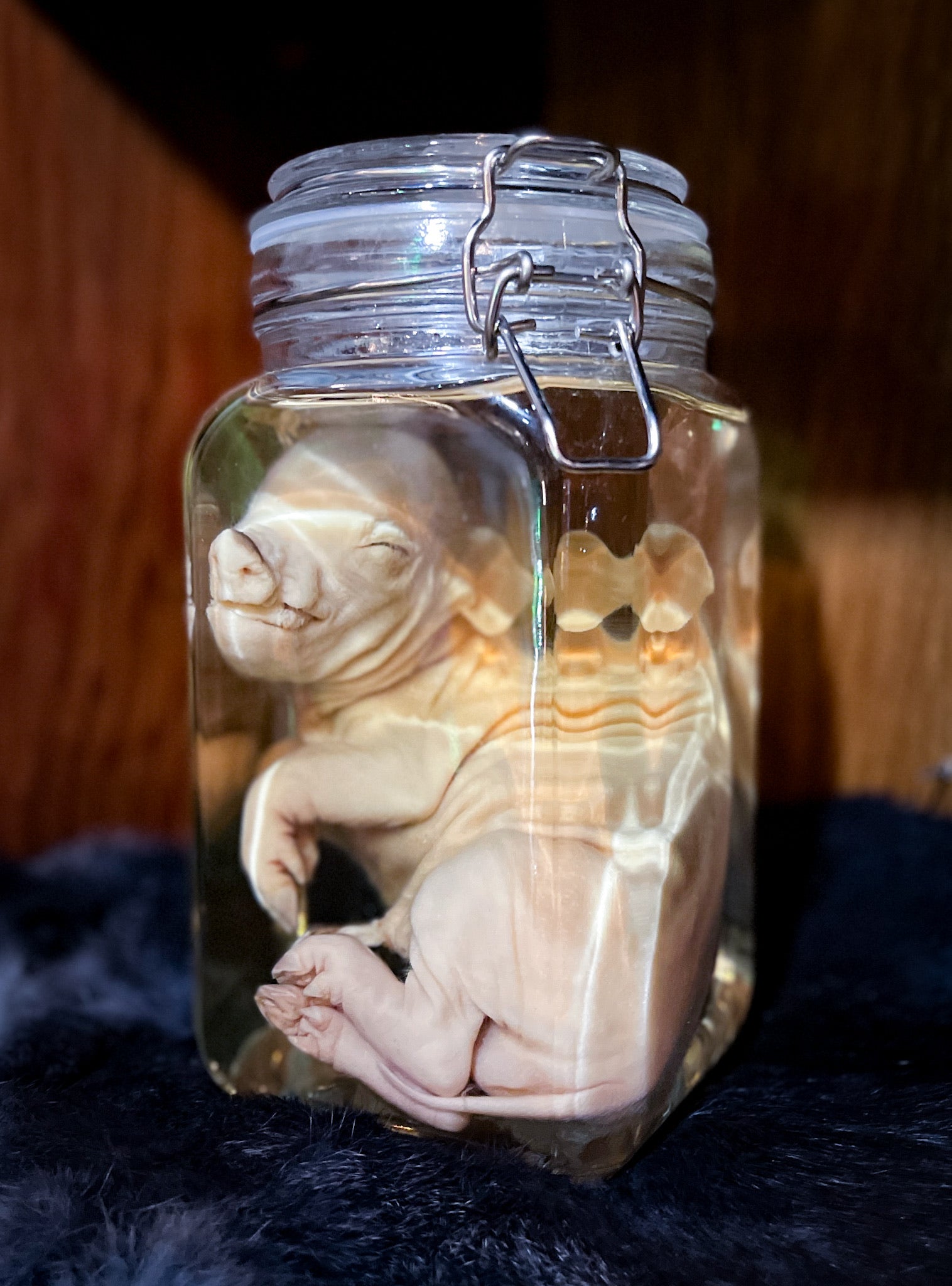 Fetal Piglet Wet Specimen
