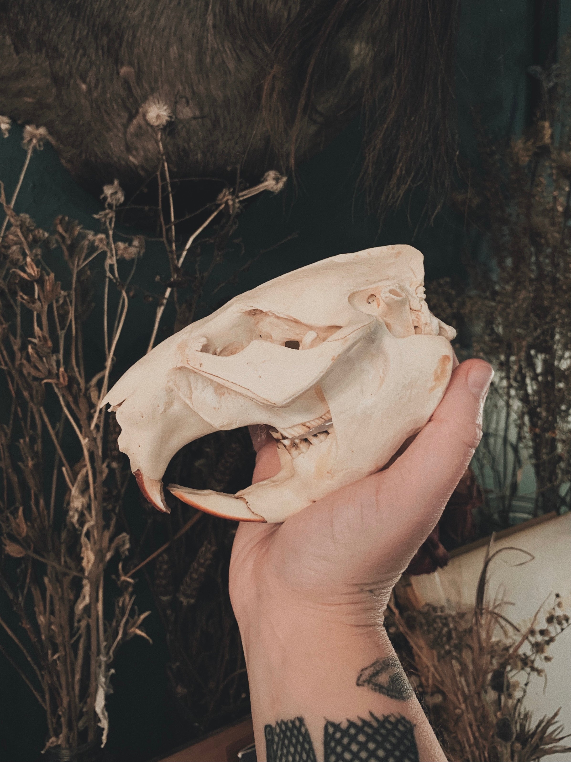 Beaver Skull