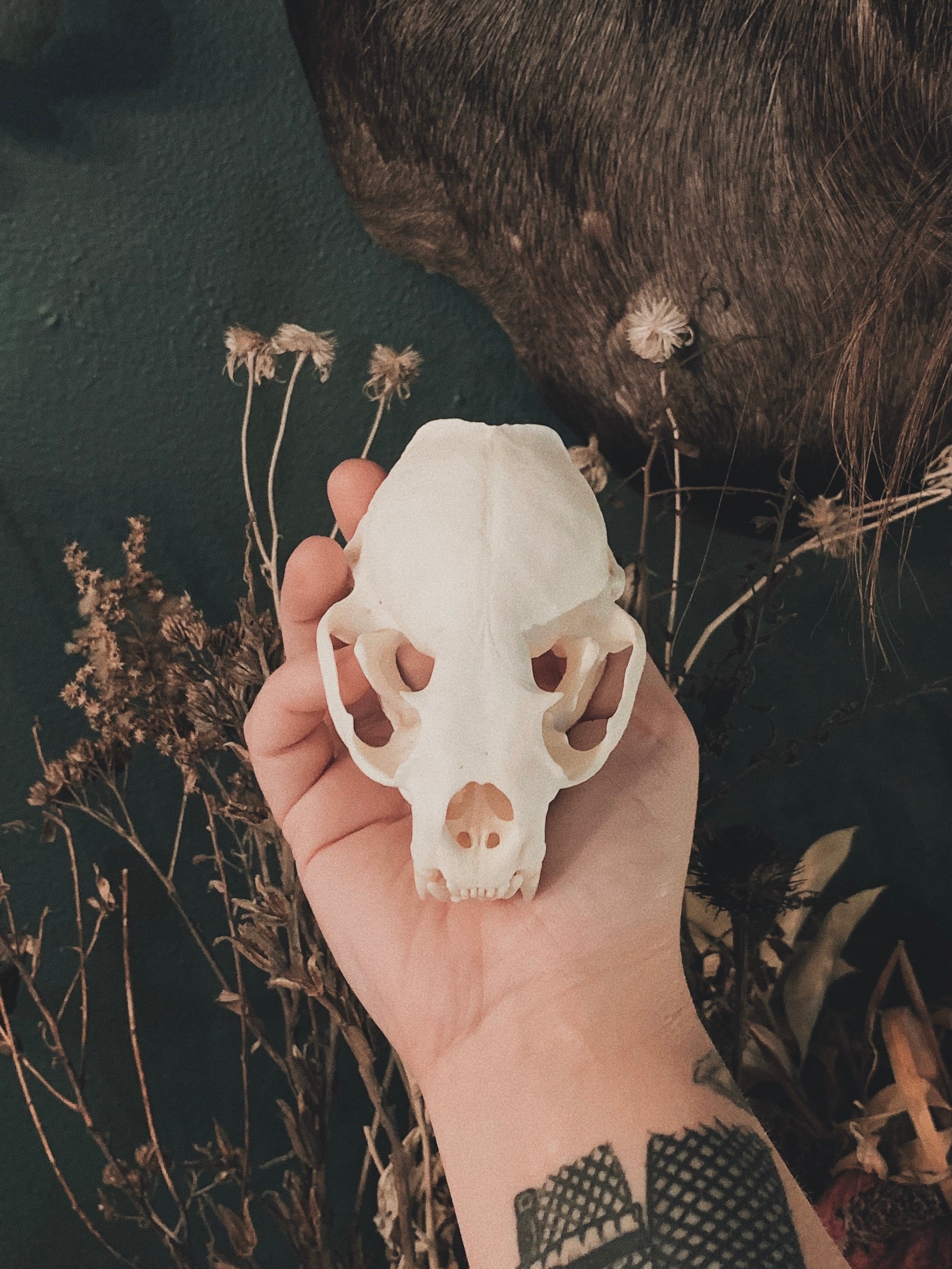 Otter Skull