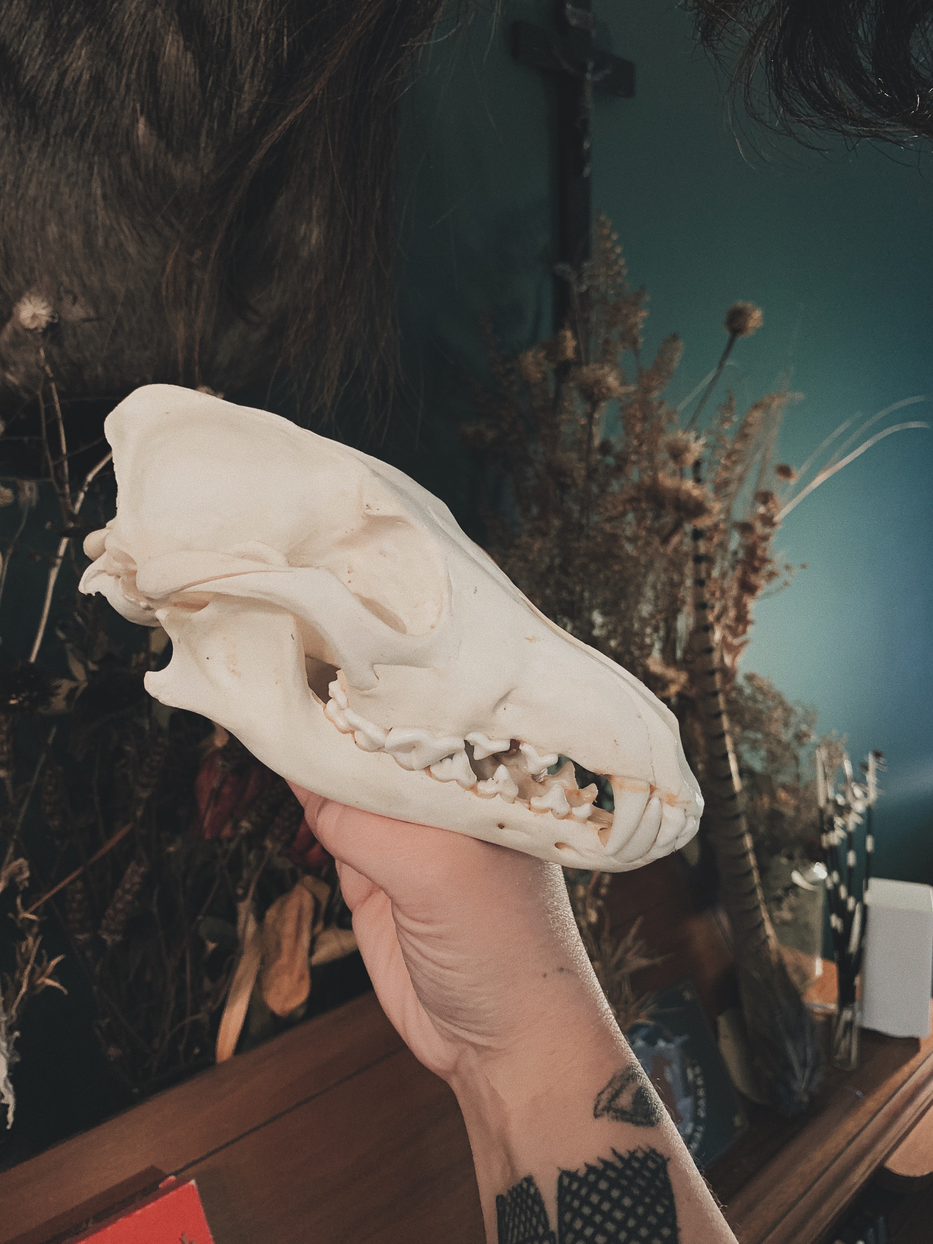 Coyote Skull