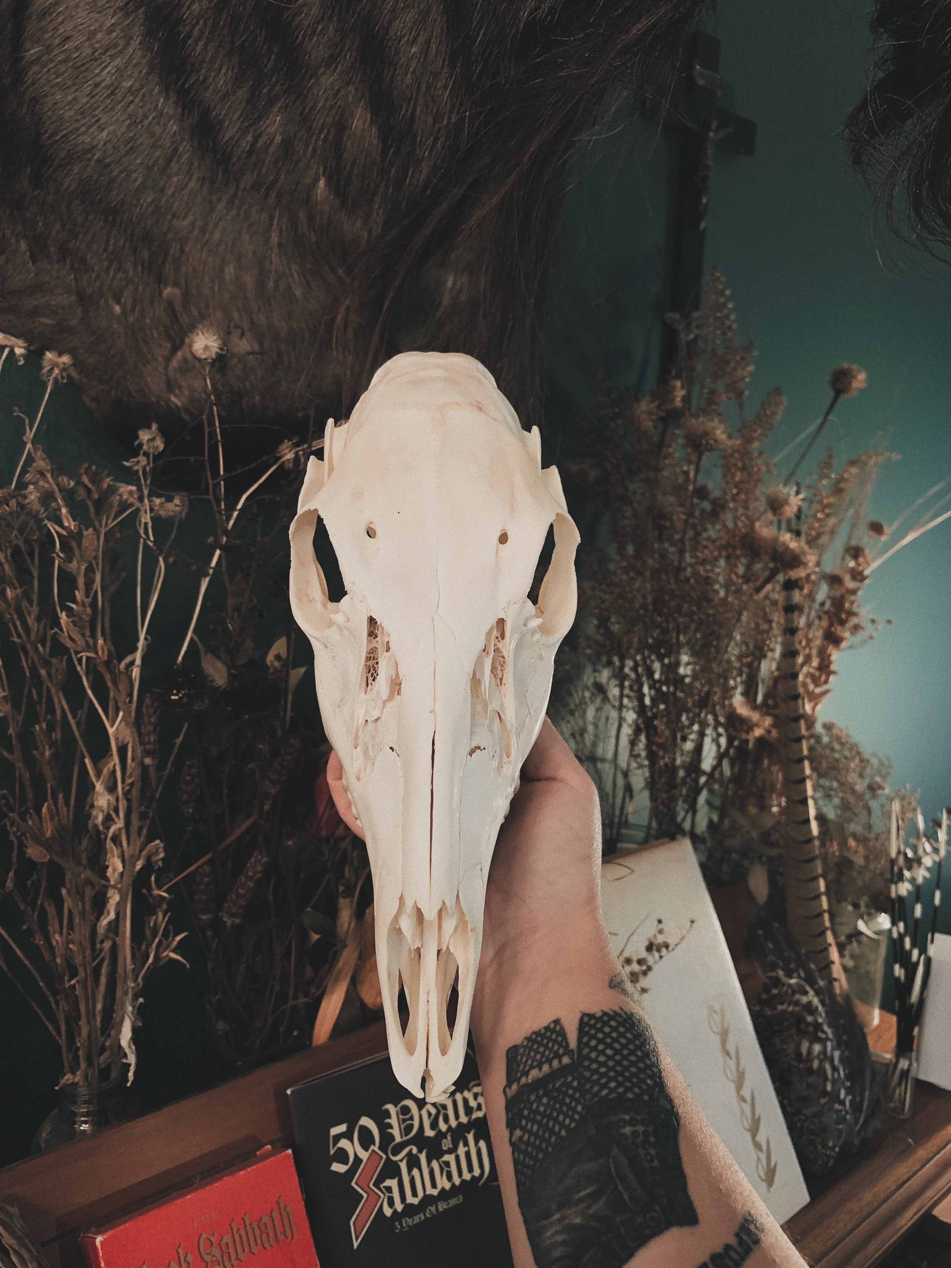 Roe Deer Skull