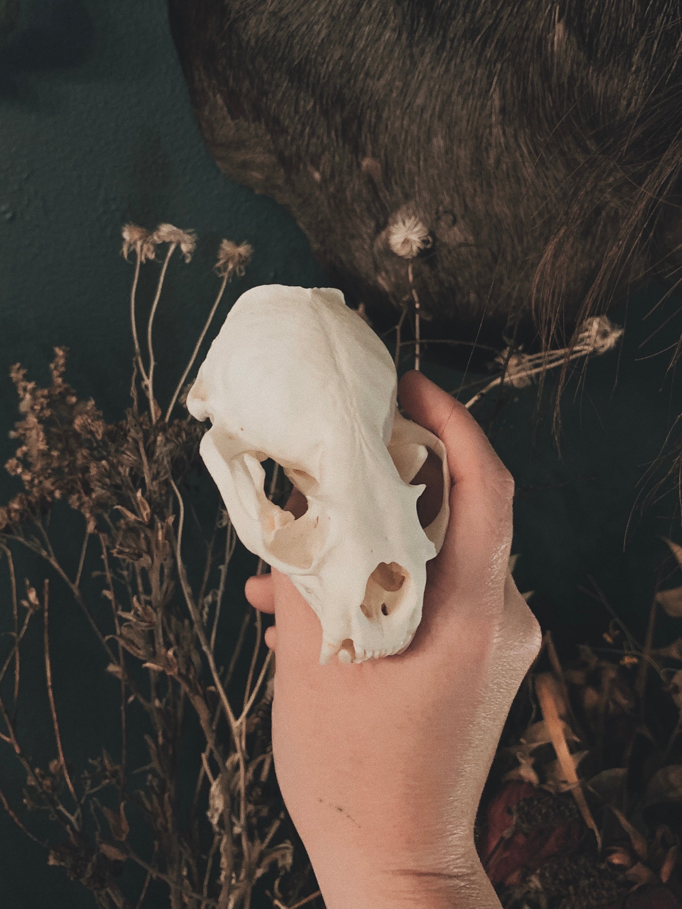Otter Skull