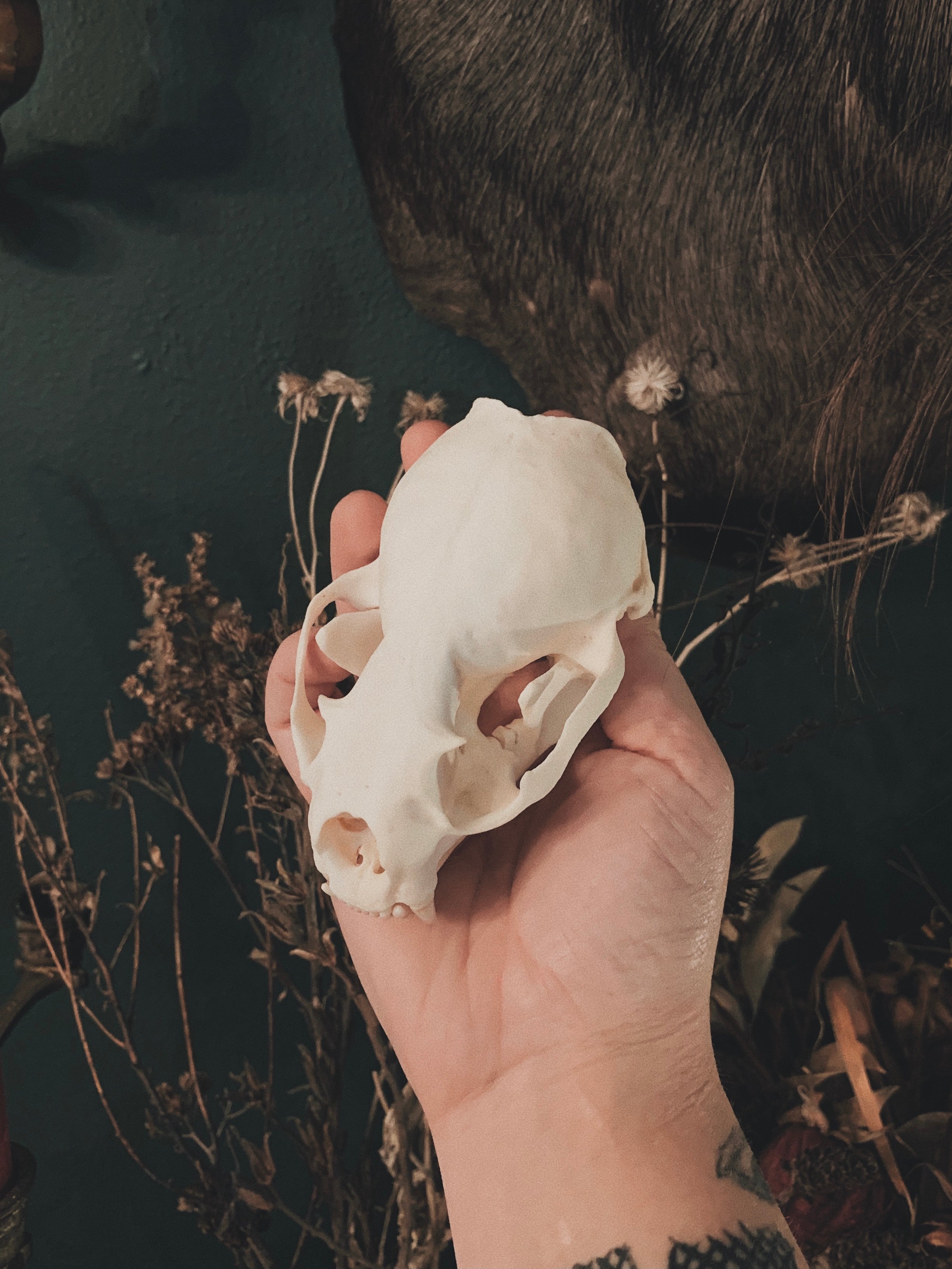 Otter Skull