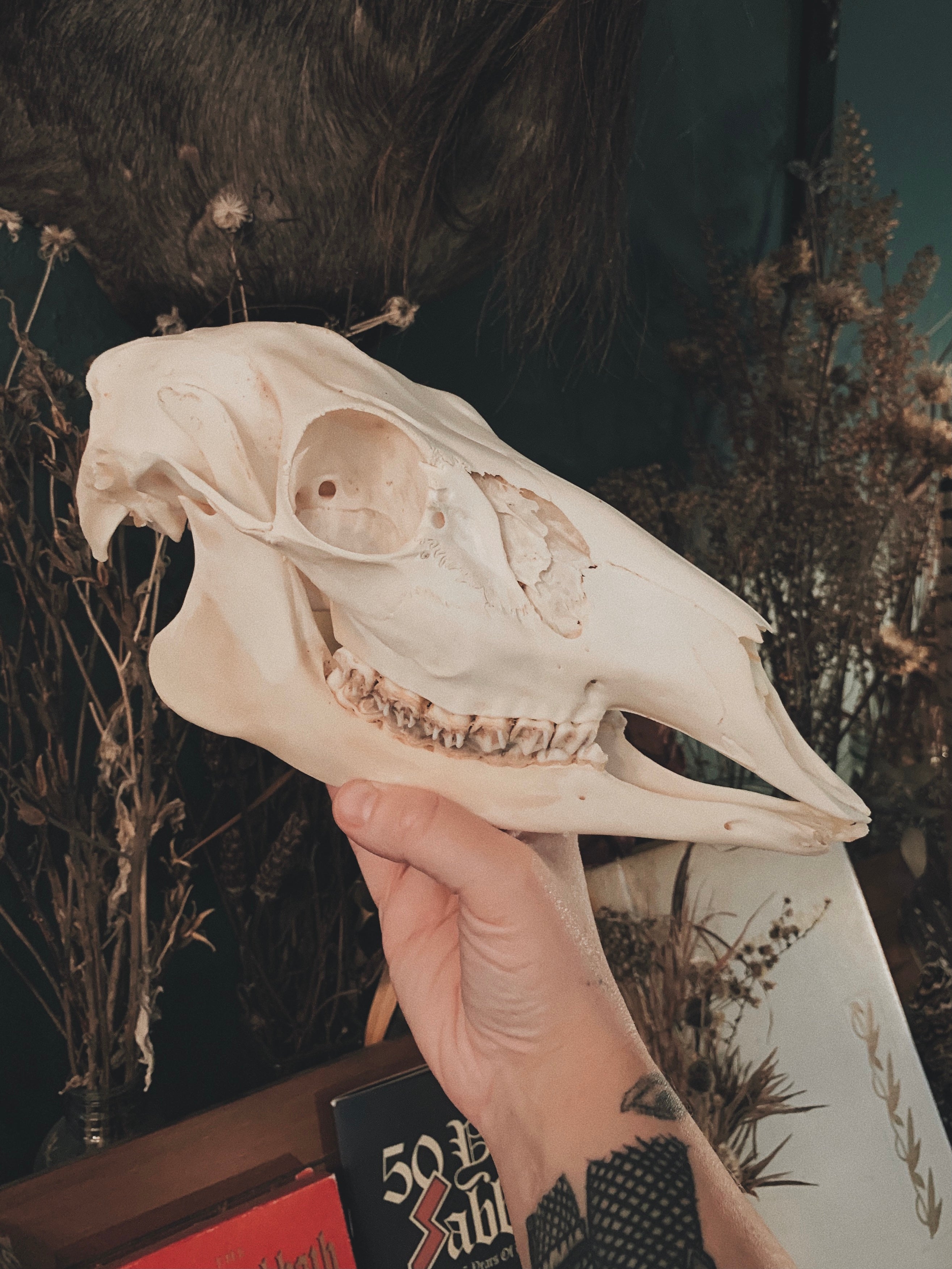 Roe Deer Skull