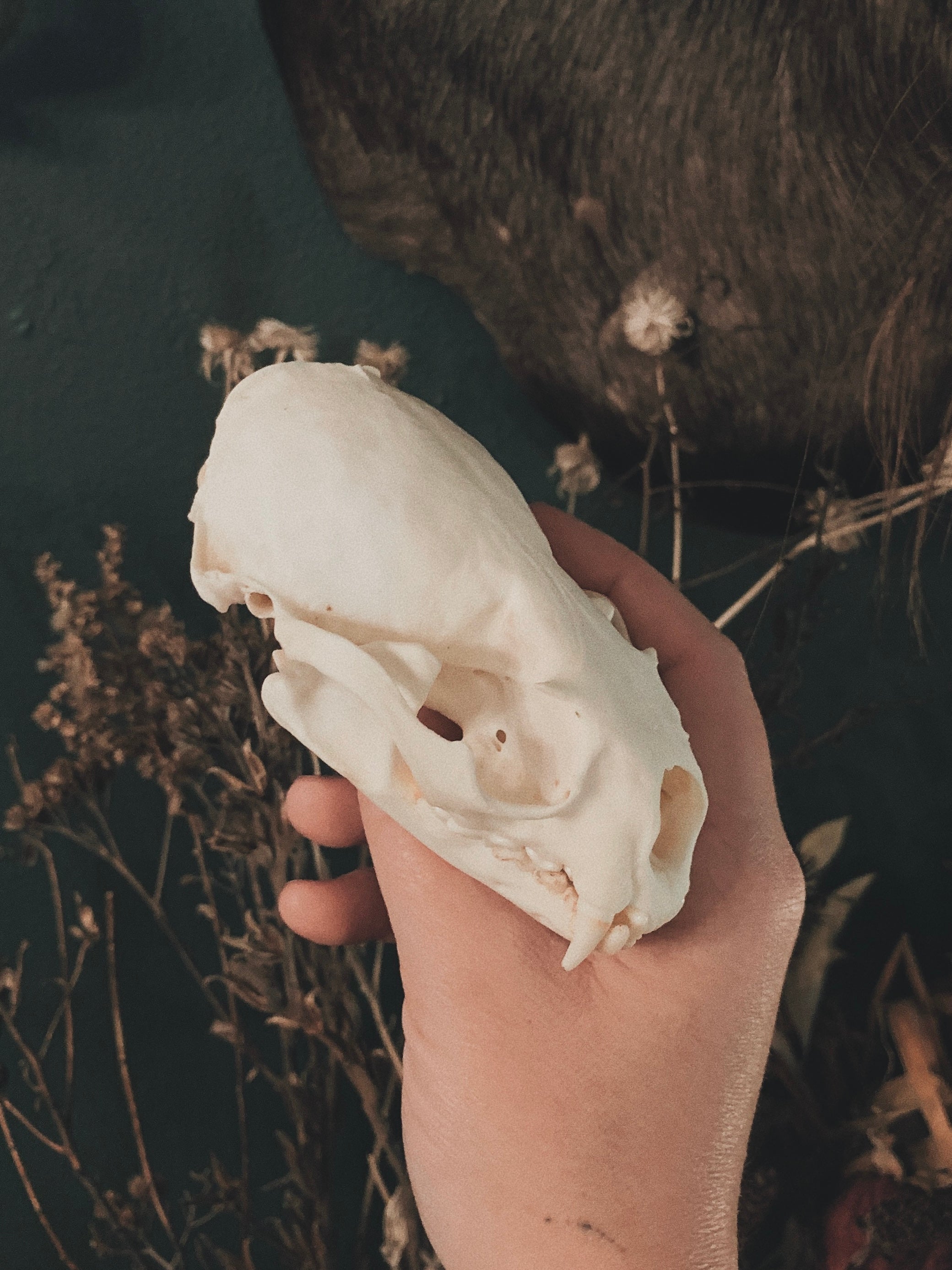 Otter Skull