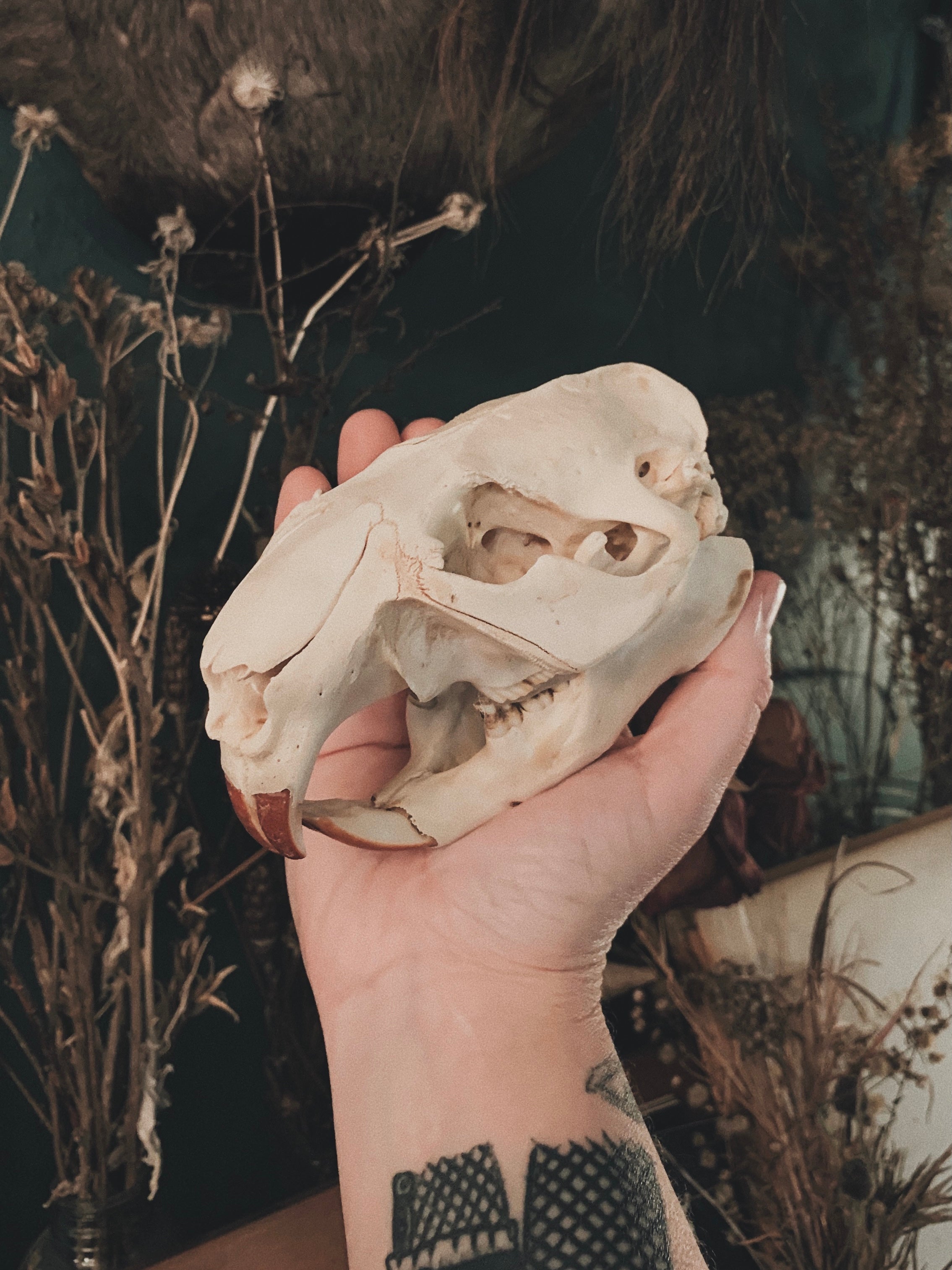 Beaver Skull
