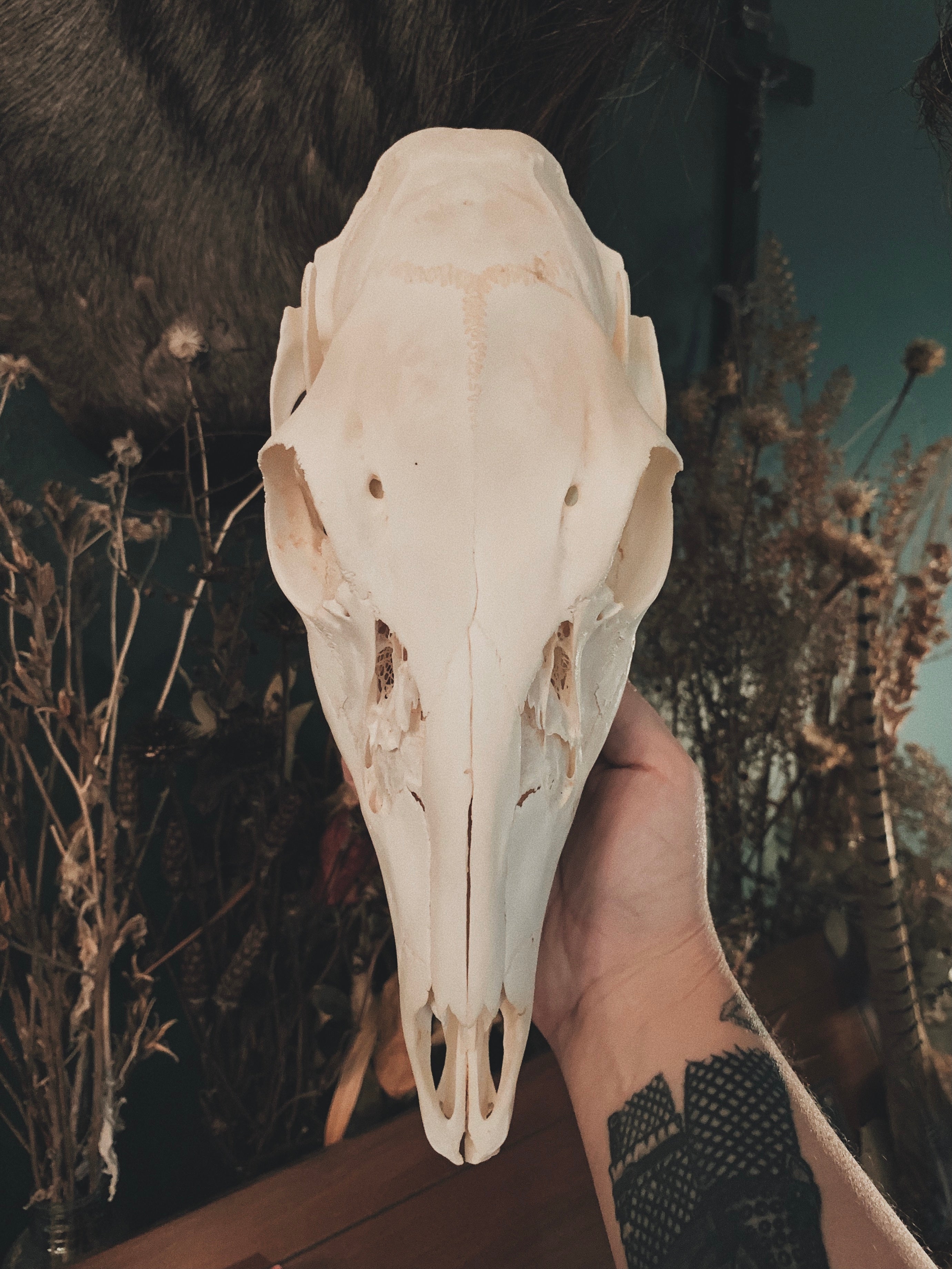 Roe Deer Skull