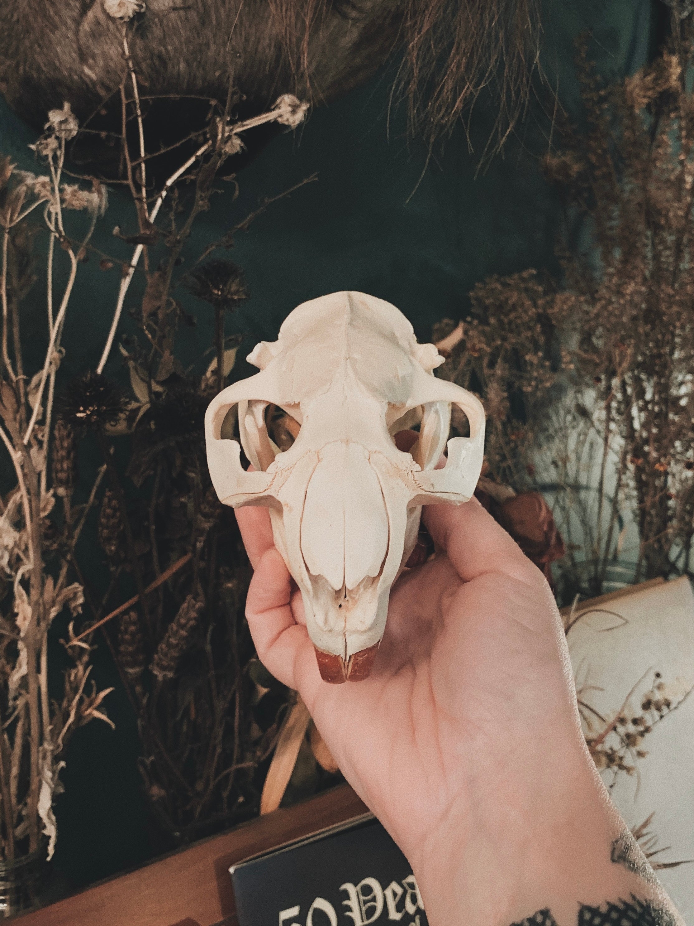Beaver Skull