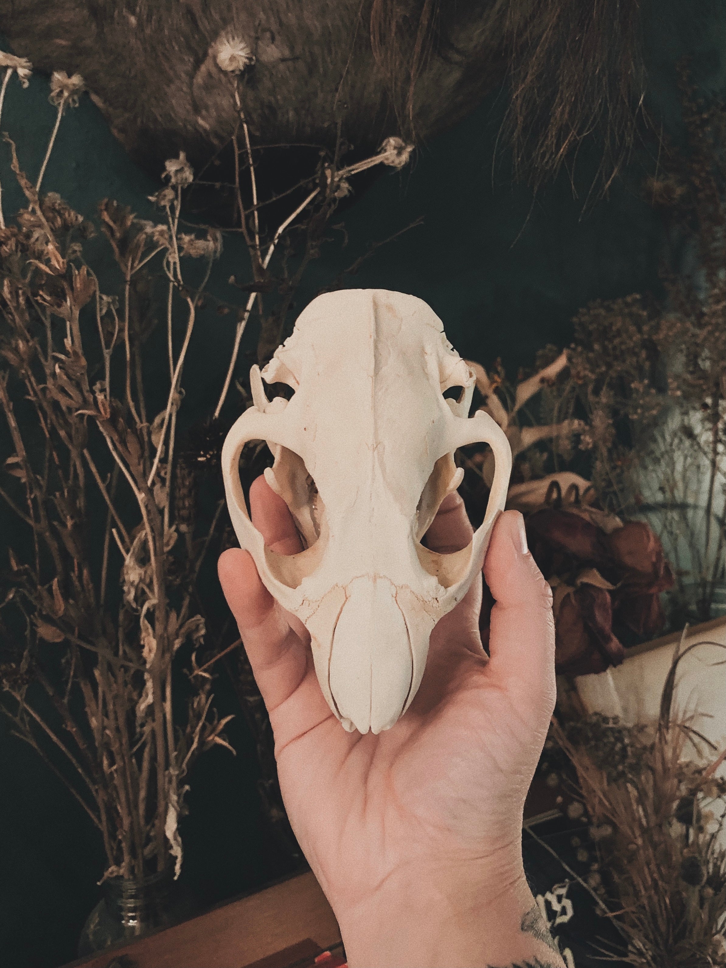 Beaver Skull